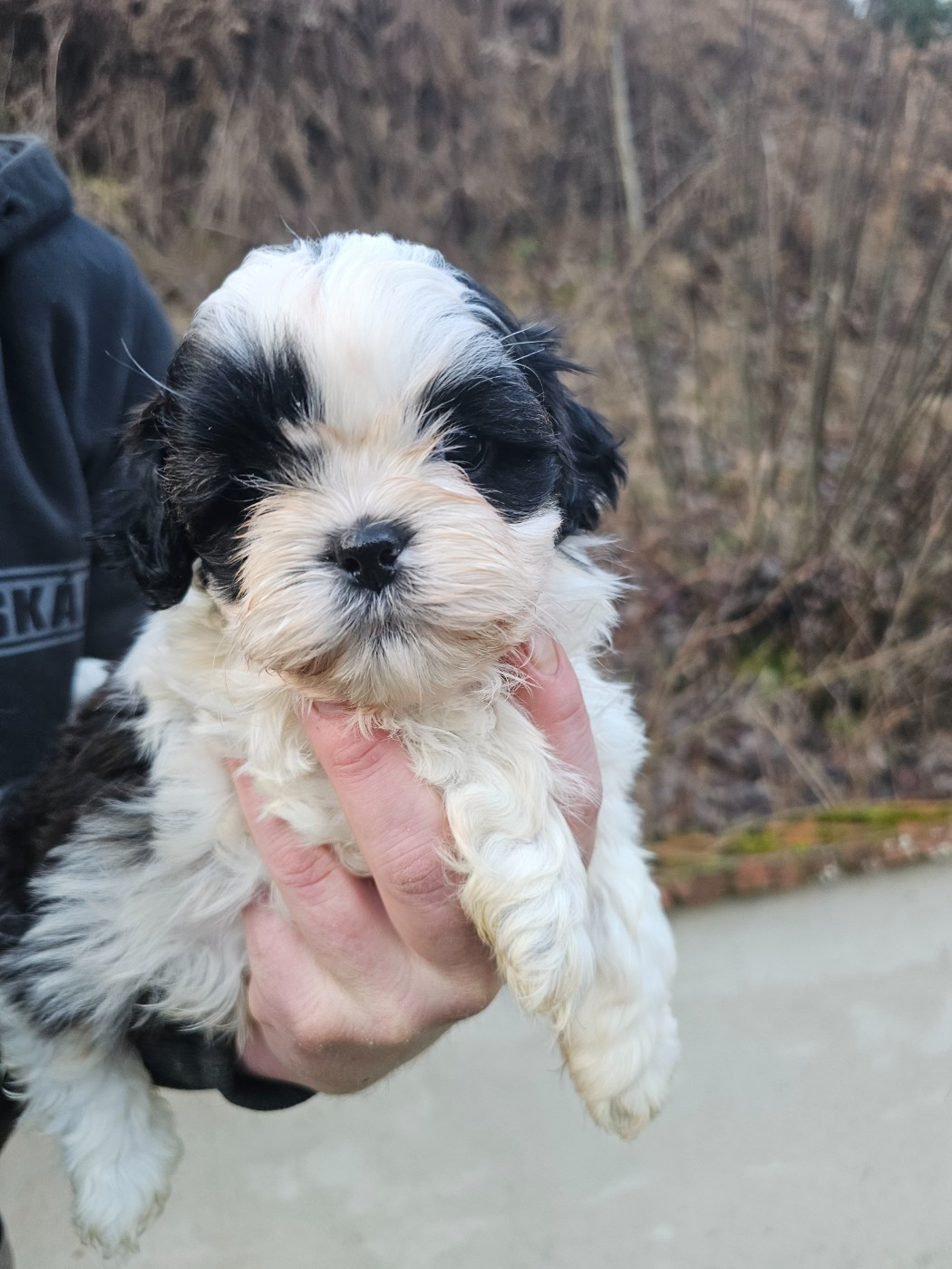 du Moulin de Bonneval - Chiots disponibles - Shih Tzu