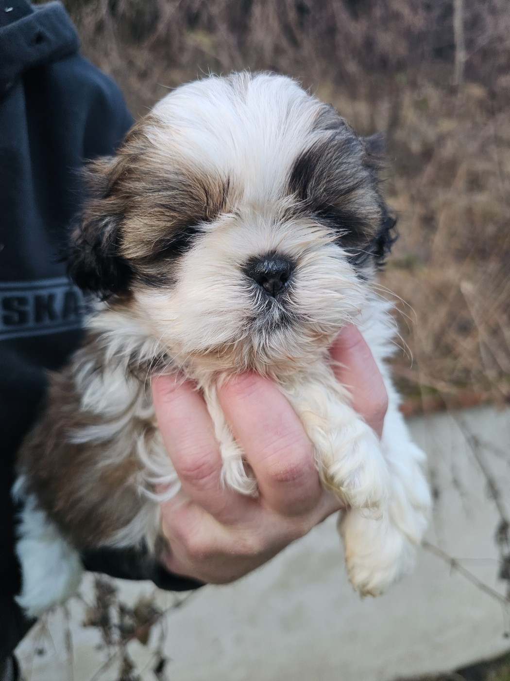 du Moulin de Bonneval - Chiots disponibles - Shih Tzu