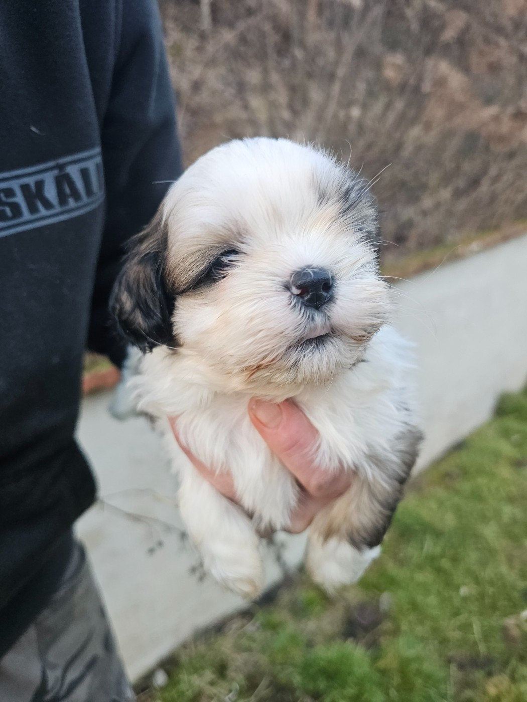 du Moulin de Bonneval - Chiots disponibles - Shih Tzu