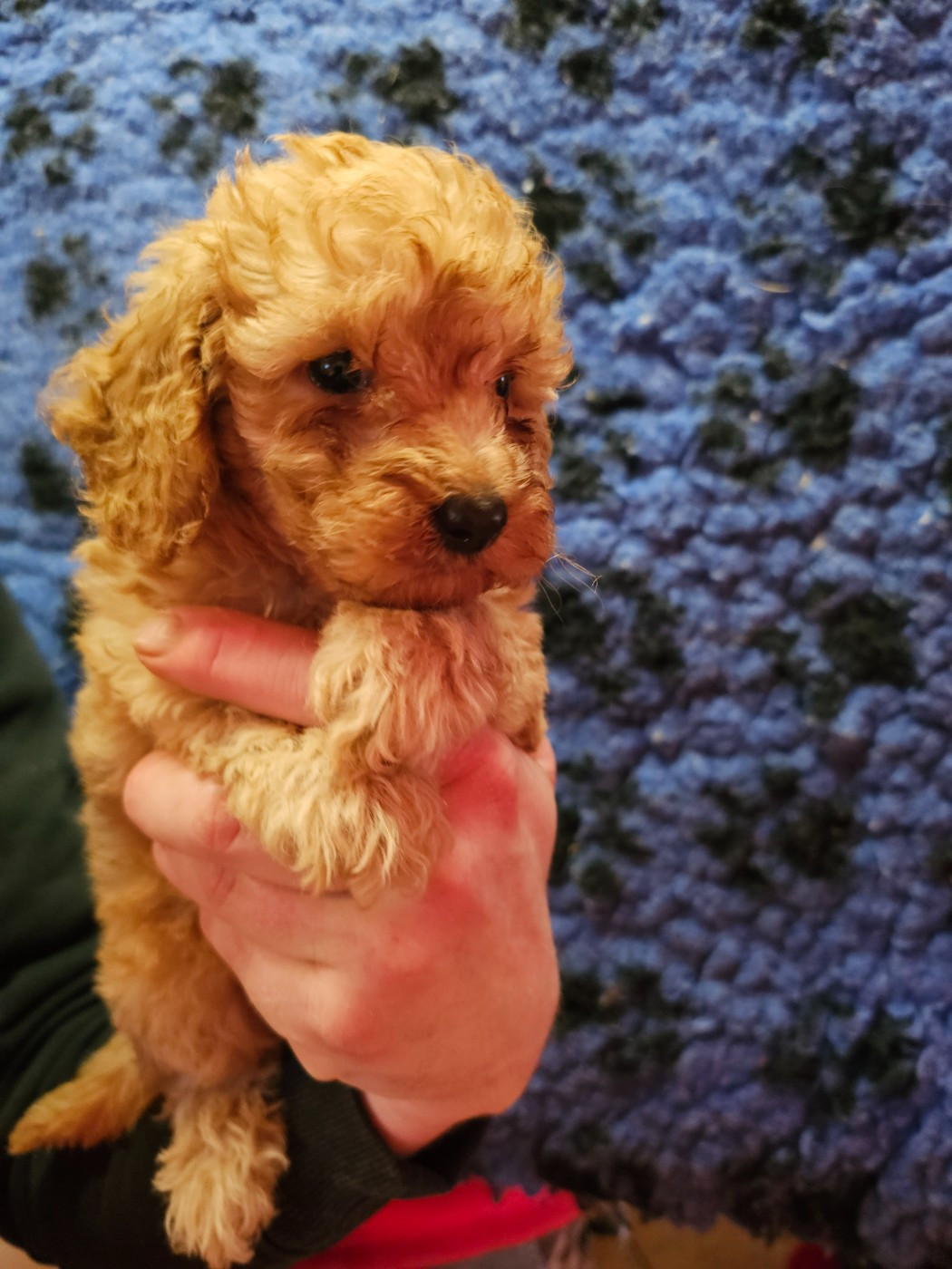 du Moulin de Bonneval - Chiots disponibles - Caniche