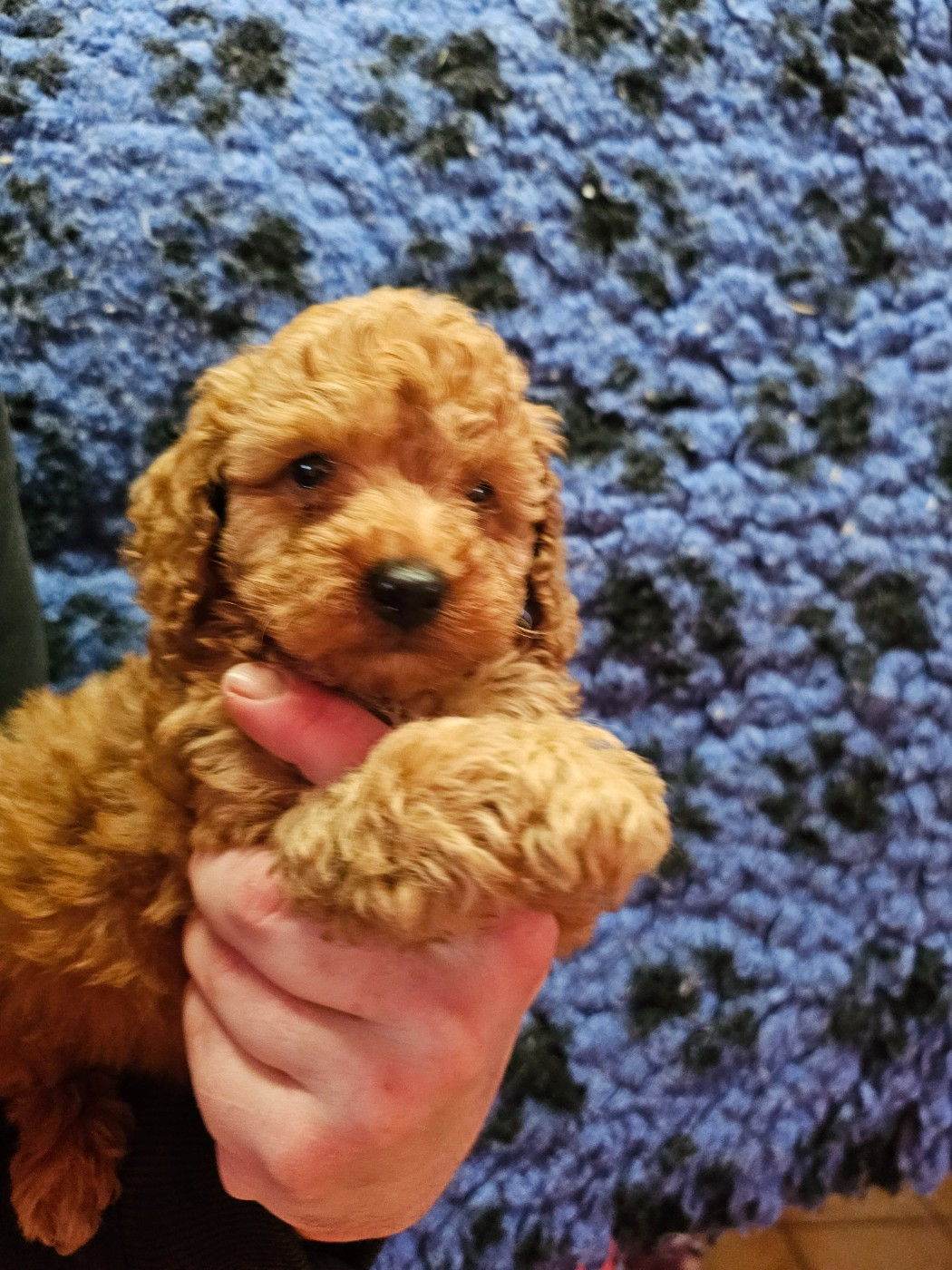 du Moulin de Bonneval - Chiots disponibles - Caniche