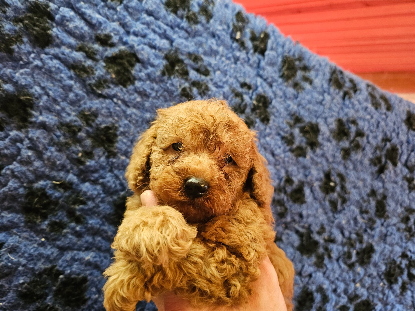 du Moulin de Bonneval - Chiots disponibles - Caniche