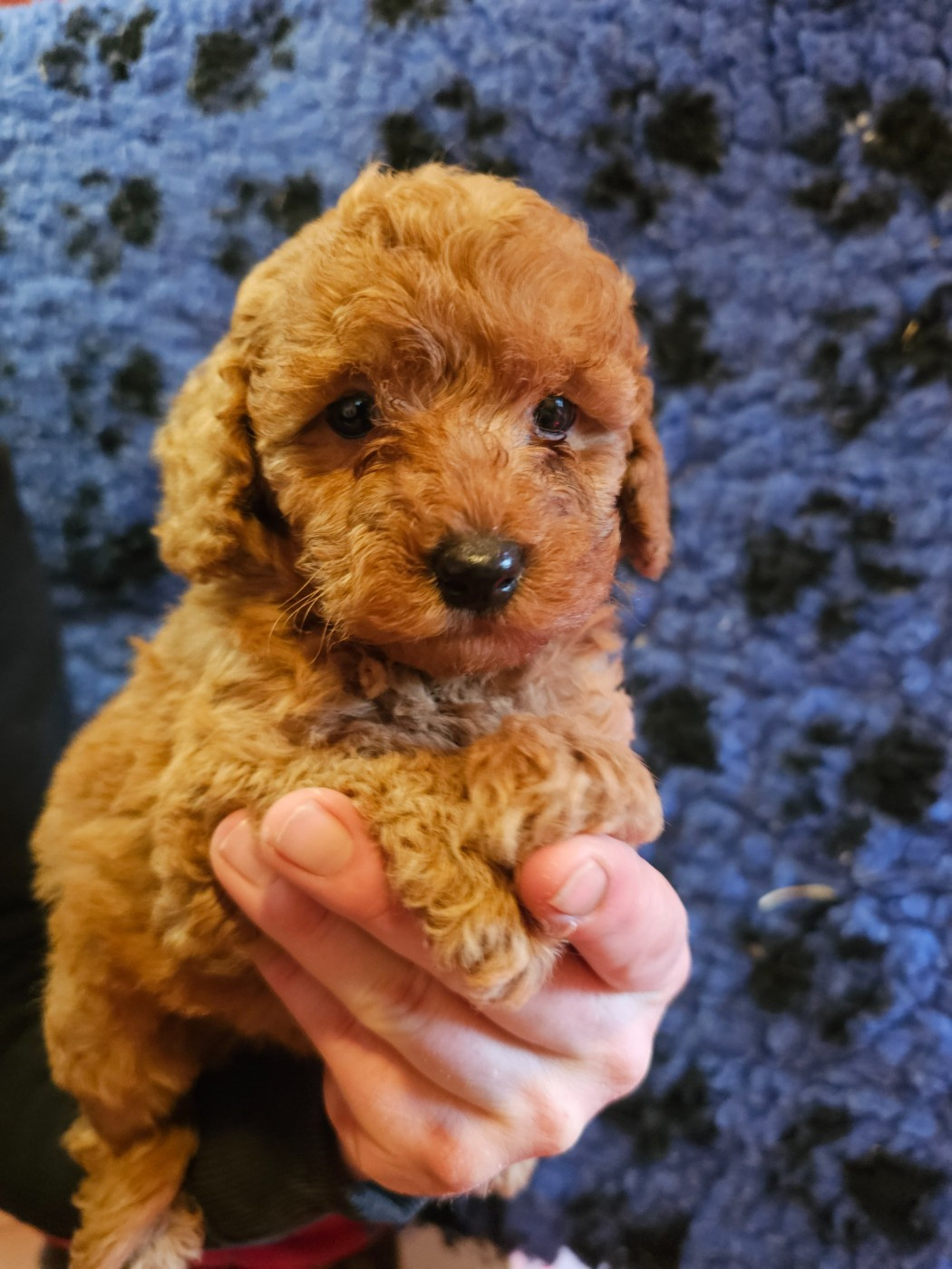 du Moulin de Bonneval - Chiots disponibles - Caniche