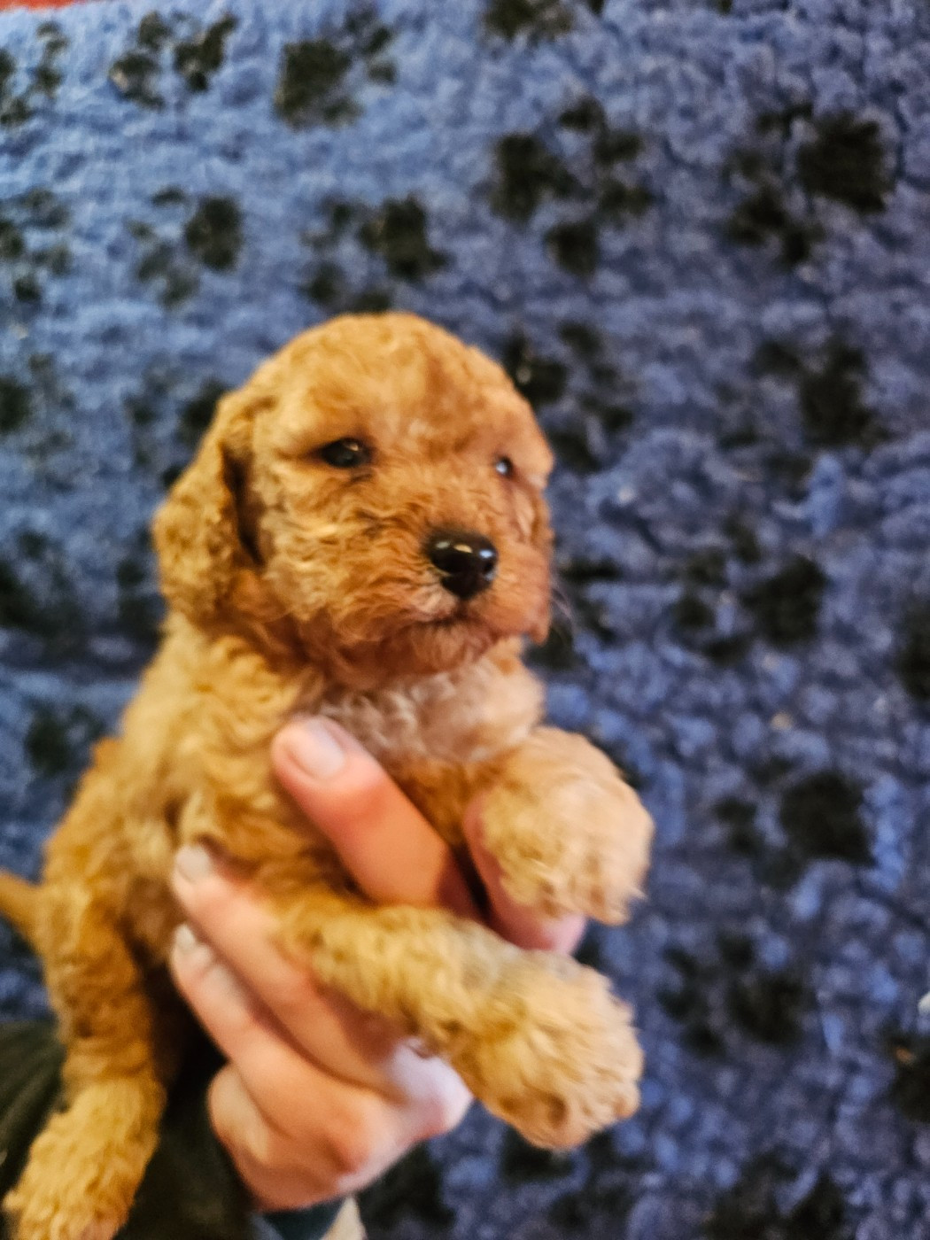 du Moulin de Bonneval - Chiots disponibles - Caniche