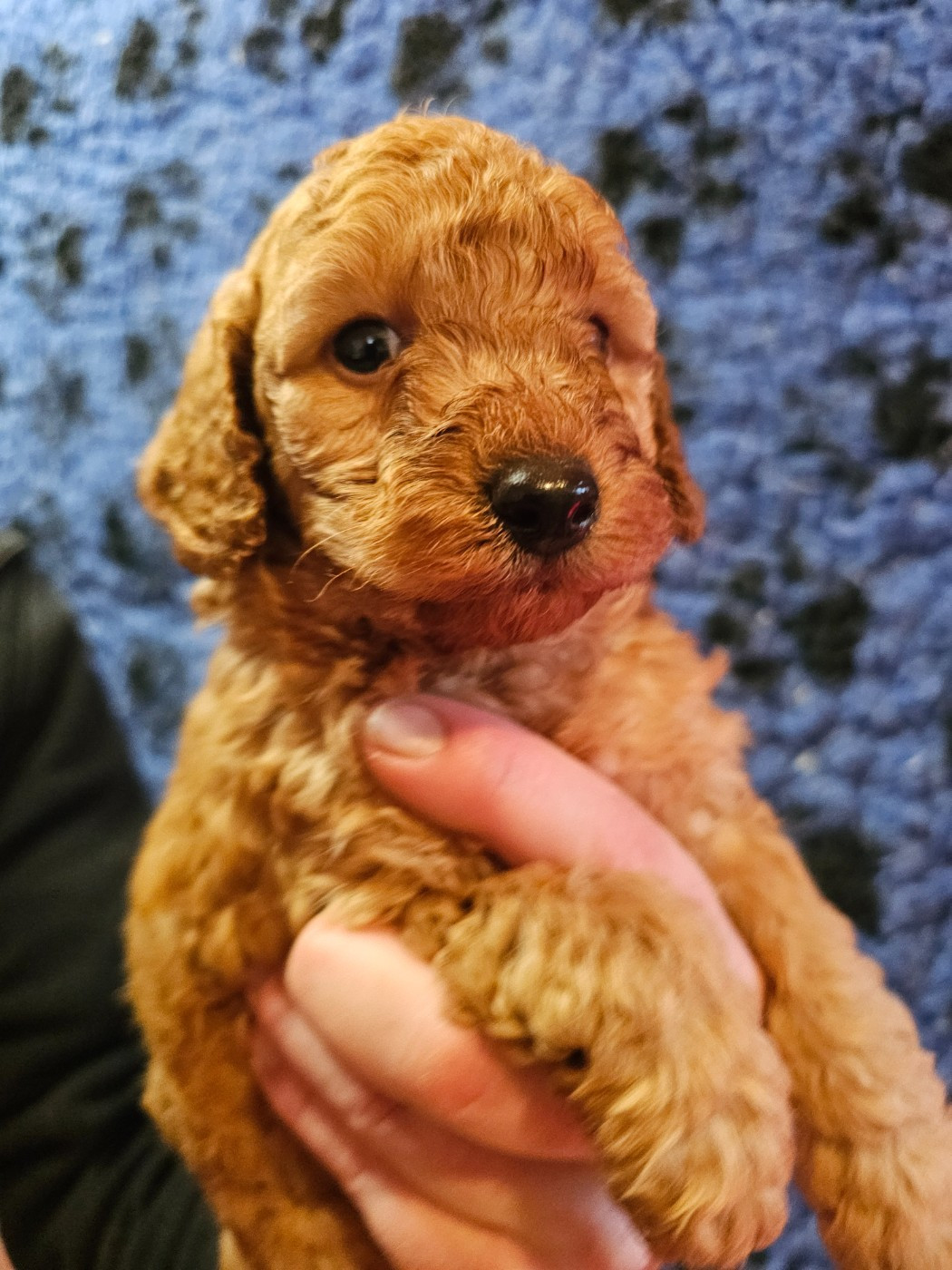 du Moulin de Bonneval - Chiots disponibles - Caniche