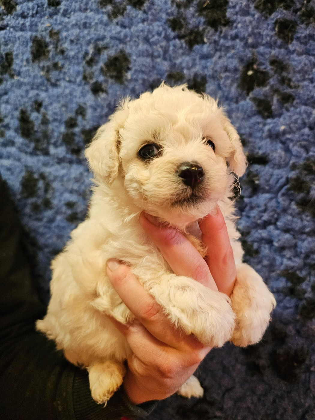 du Moulin de Bonneval - Bichon Frise - Portée née le 11/01/2026