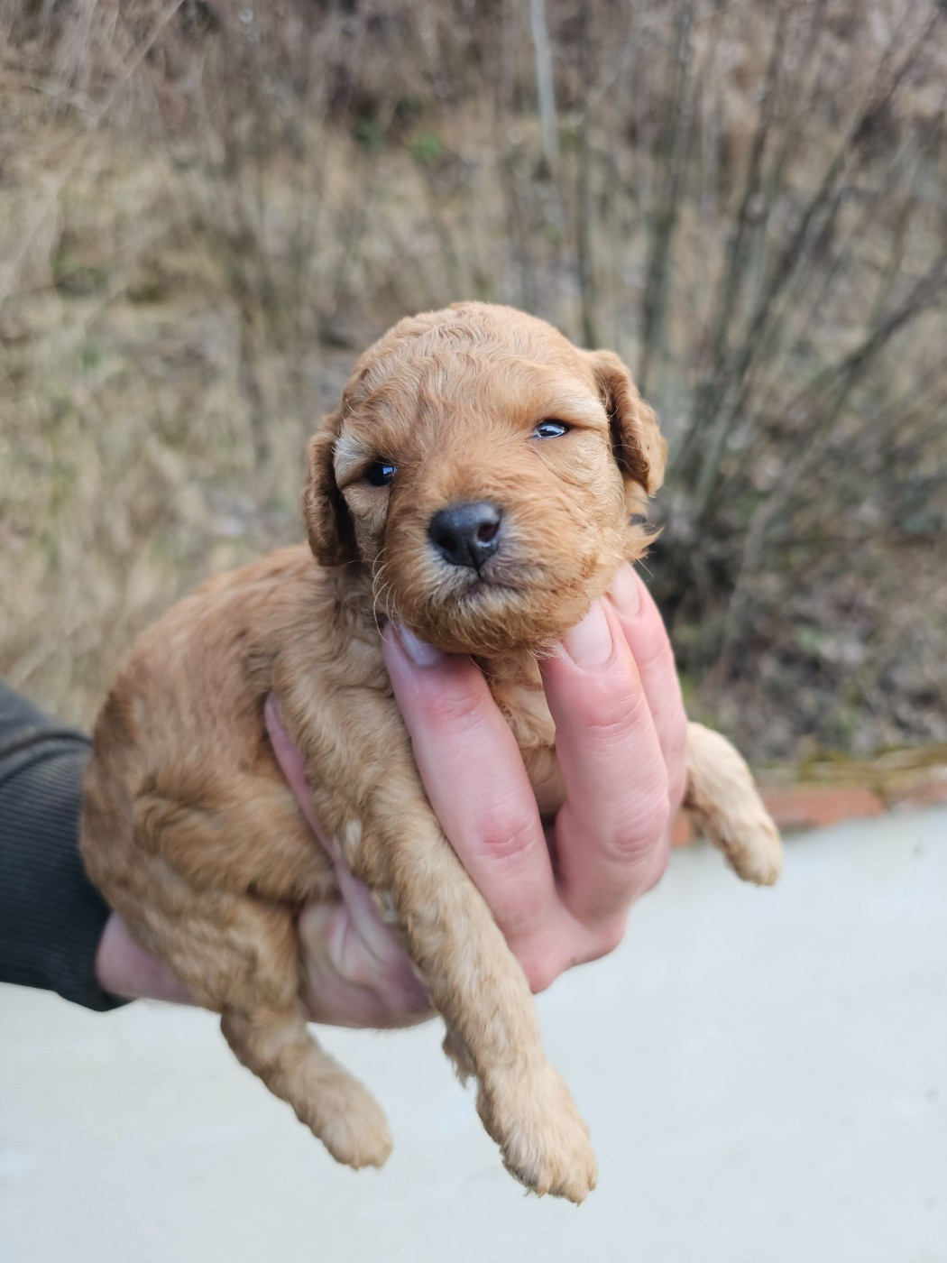 du Moulin de Bonneval - Caniche - Portée née le 11/02/2026