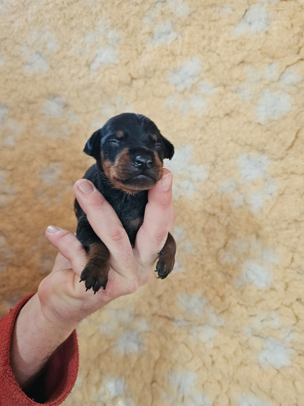 du Moulin de Bonneval - Chiots disponibles - Pinscher nain
