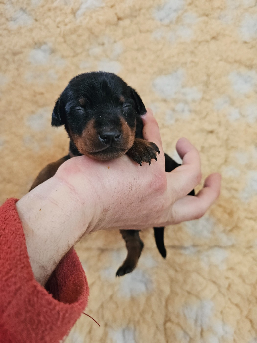 du Moulin de Bonneval - Chiots disponibles - Pinscher nain