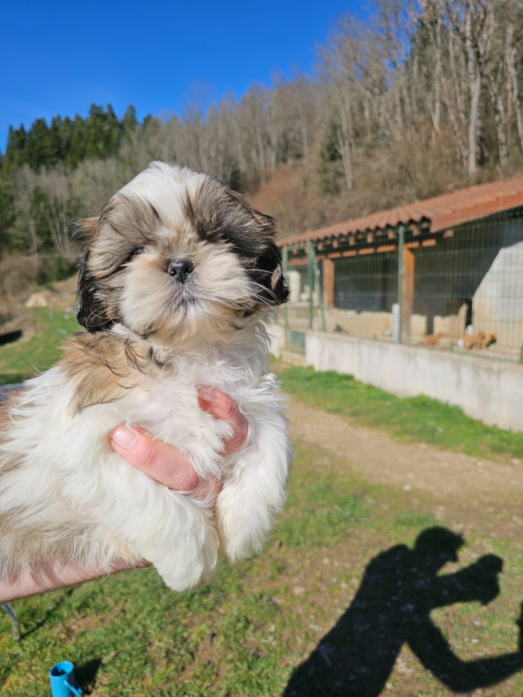 du Moulin de Bonneval - Chiots disponibles - Shih Tzu