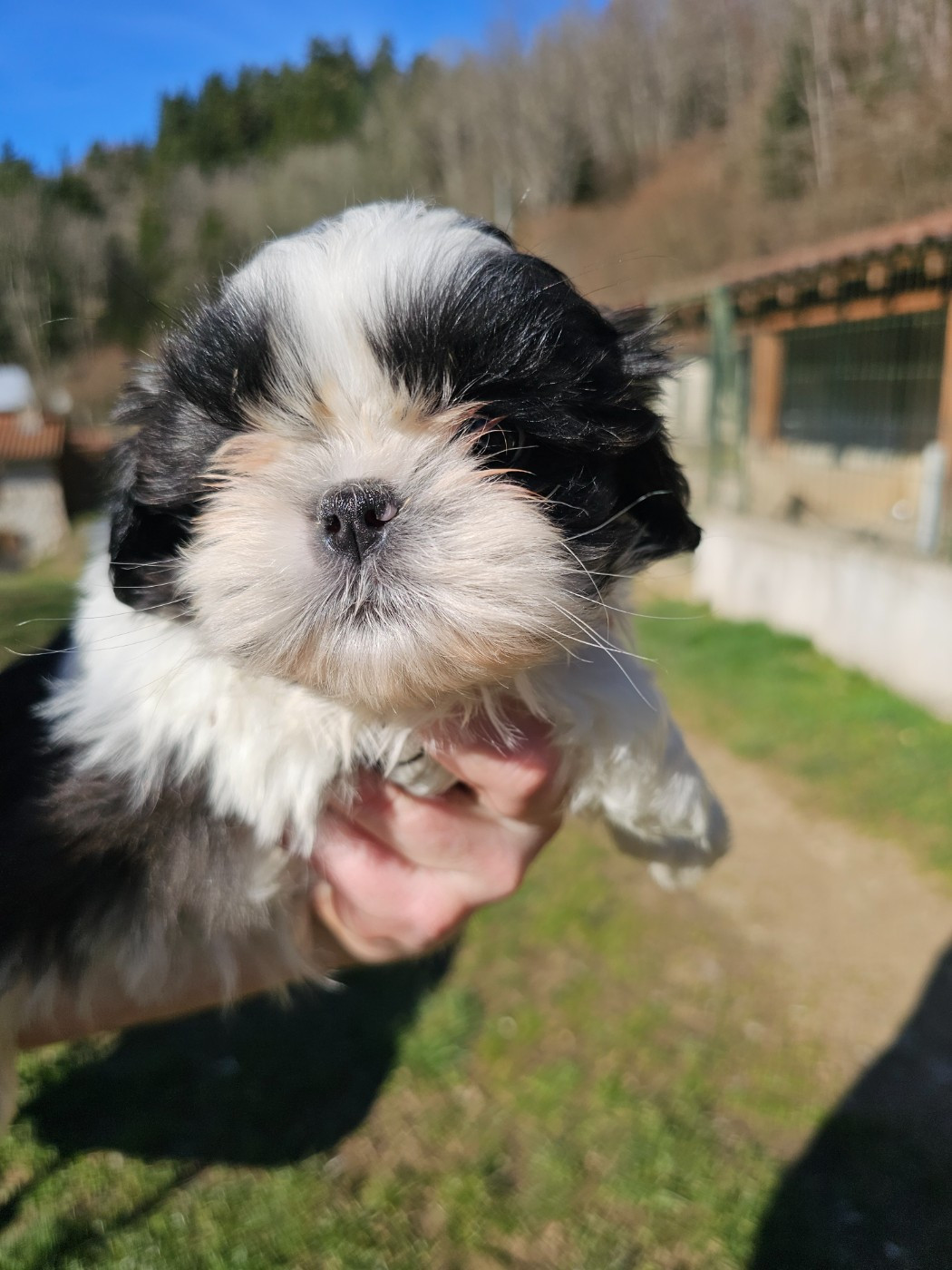du Moulin de Bonneval - Chiots disponibles - Shih Tzu