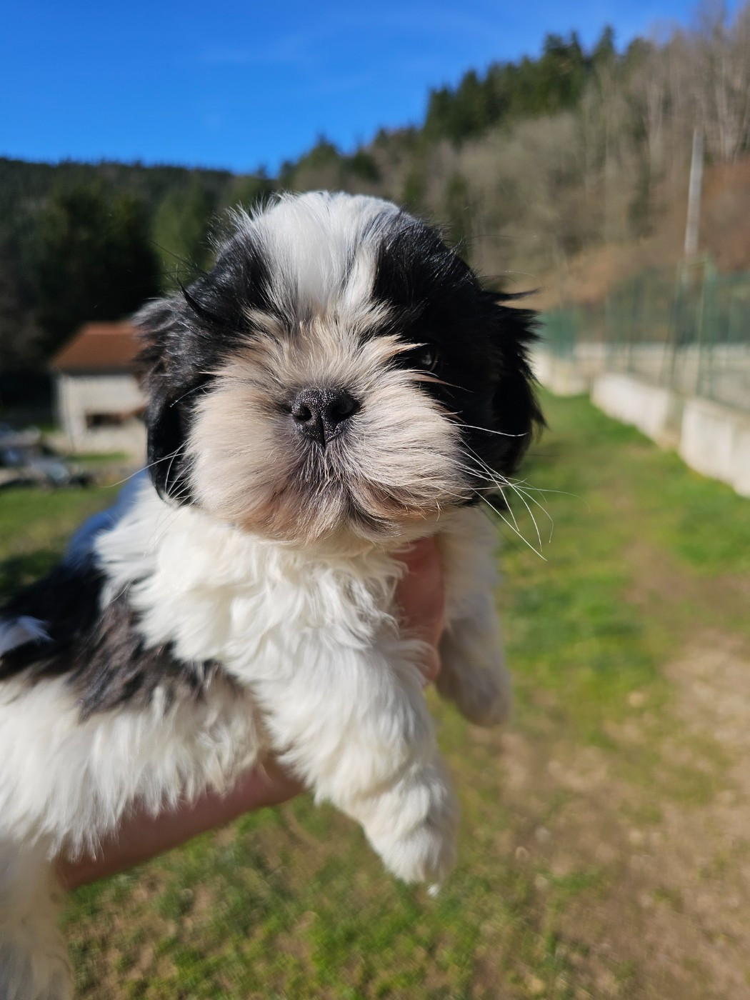 du Moulin de Bonneval - Chiots disponibles - Shih Tzu