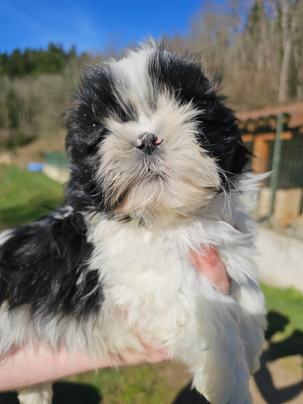 du Moulin de Bonneval - Chiots disponibles - Shih Tzu
