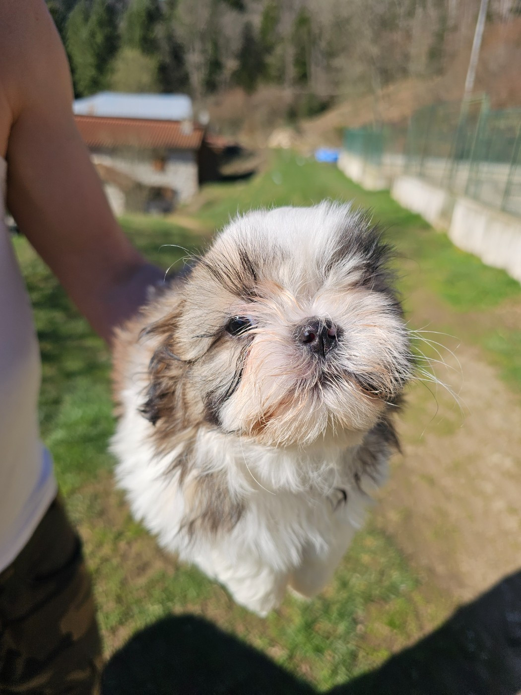 du Moulin de Bonneval - Chiots disponibles - Shih Tzu
