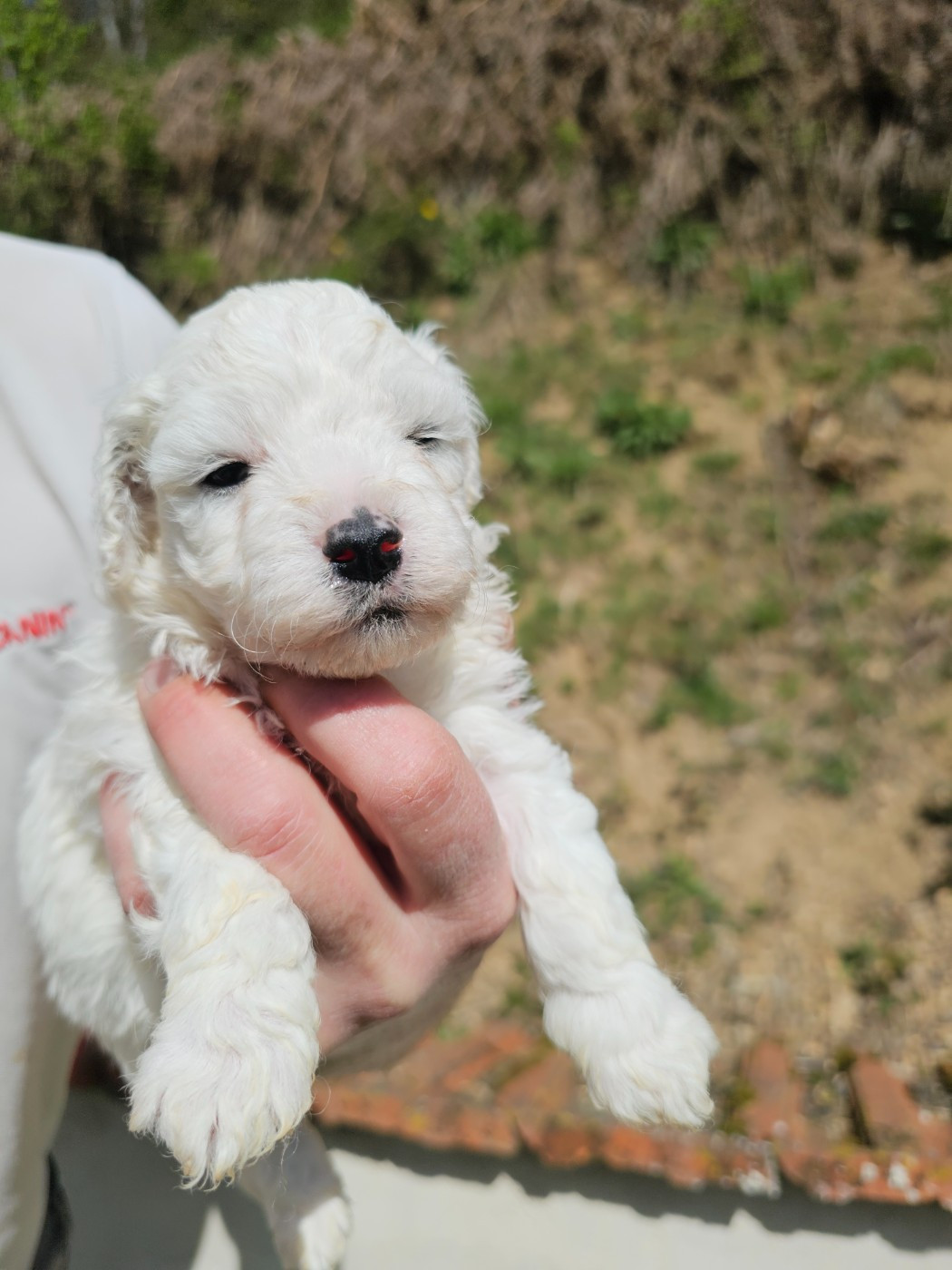 du Moulin de Bonneval - Chiots disponibles - Bichon Frise