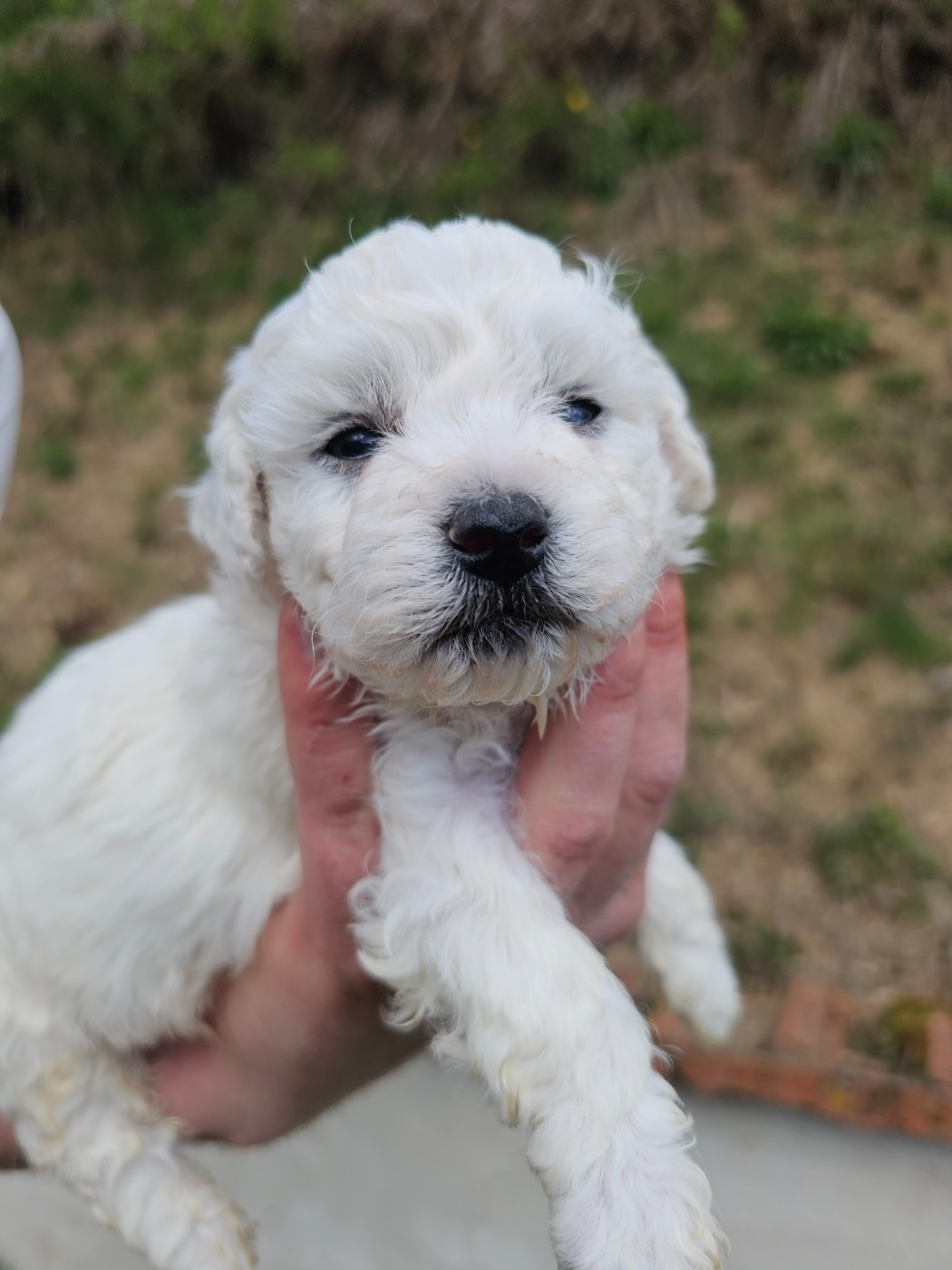 du Moulin de Bonneval - Chiots disponibles - Bichon Frise