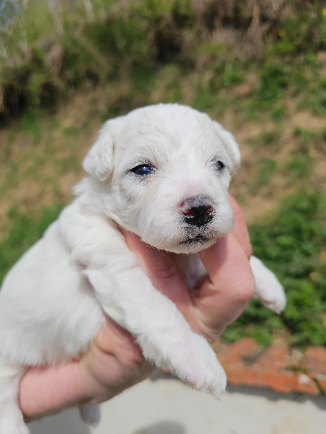 du Moulin de Bonneval - Chiots disponibles - Bichon Frise