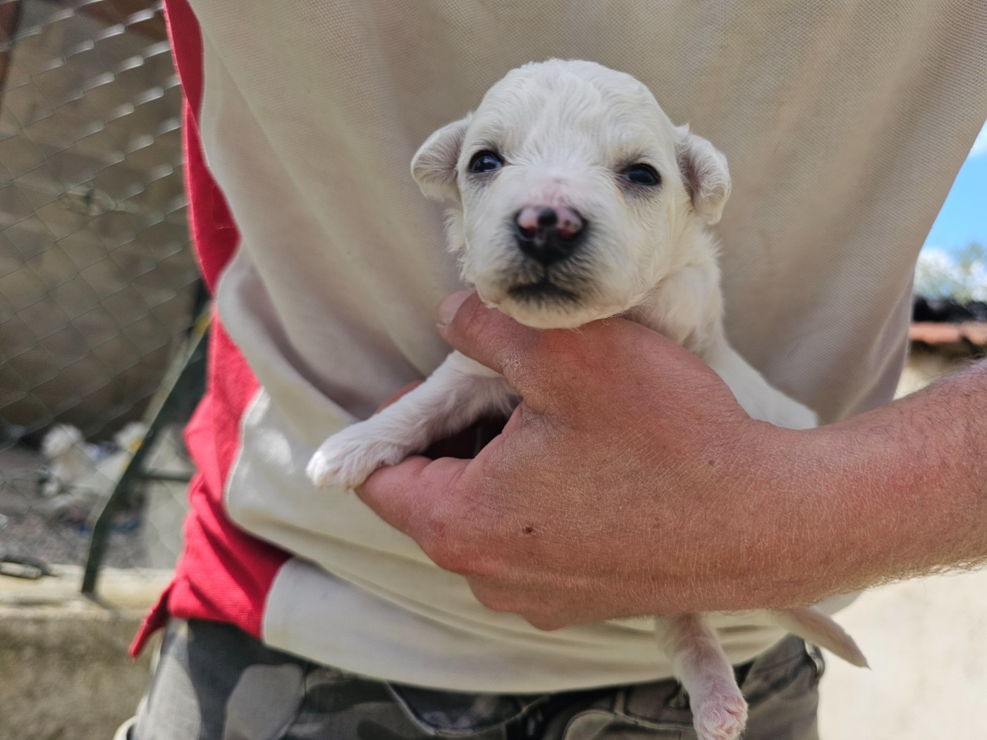 du Moulin de Bonneval - Chiots disponibles - Bichon Frise