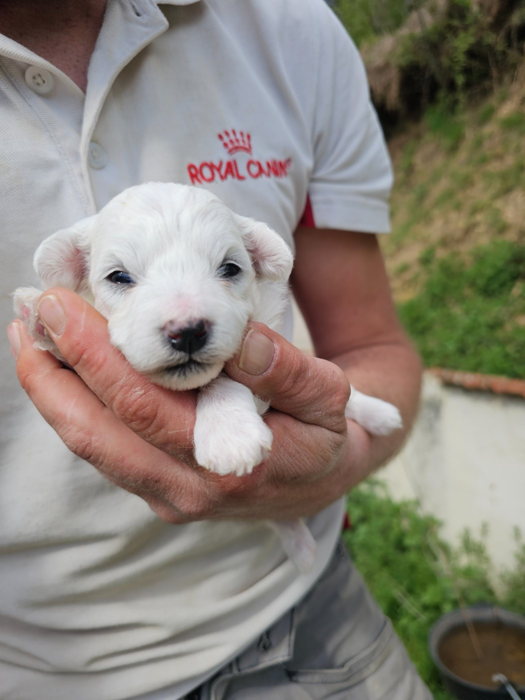 du Moulin de Bonneval - Chiots disponibles - Bichon Frise