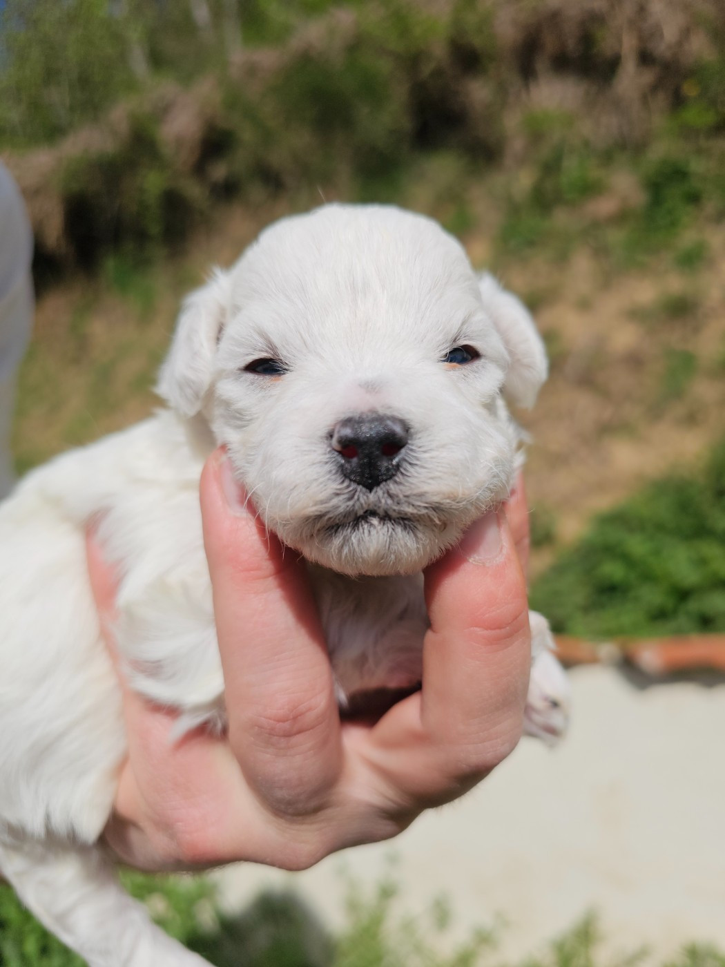 du Moulin de Bonneval - Chiots disponibles - Bichon Frise