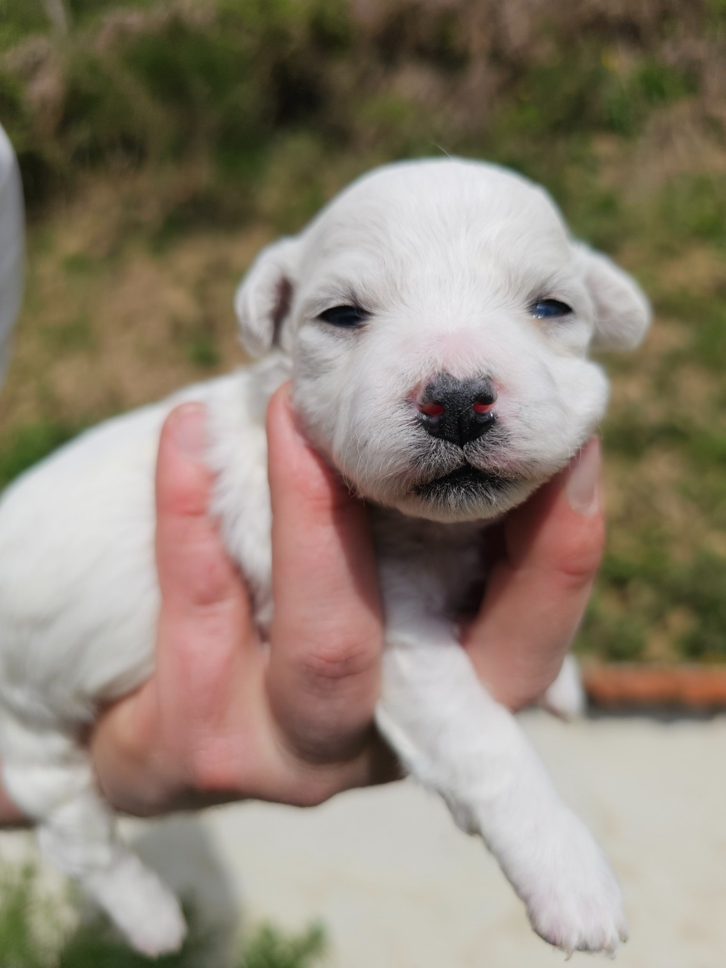 du Moulin de Bonneval - Chiots disponibles - Bichon Frise