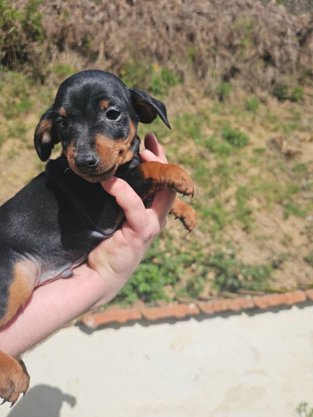 du Moulin de Bonneval - Chiots disponibles - Pinscher nain