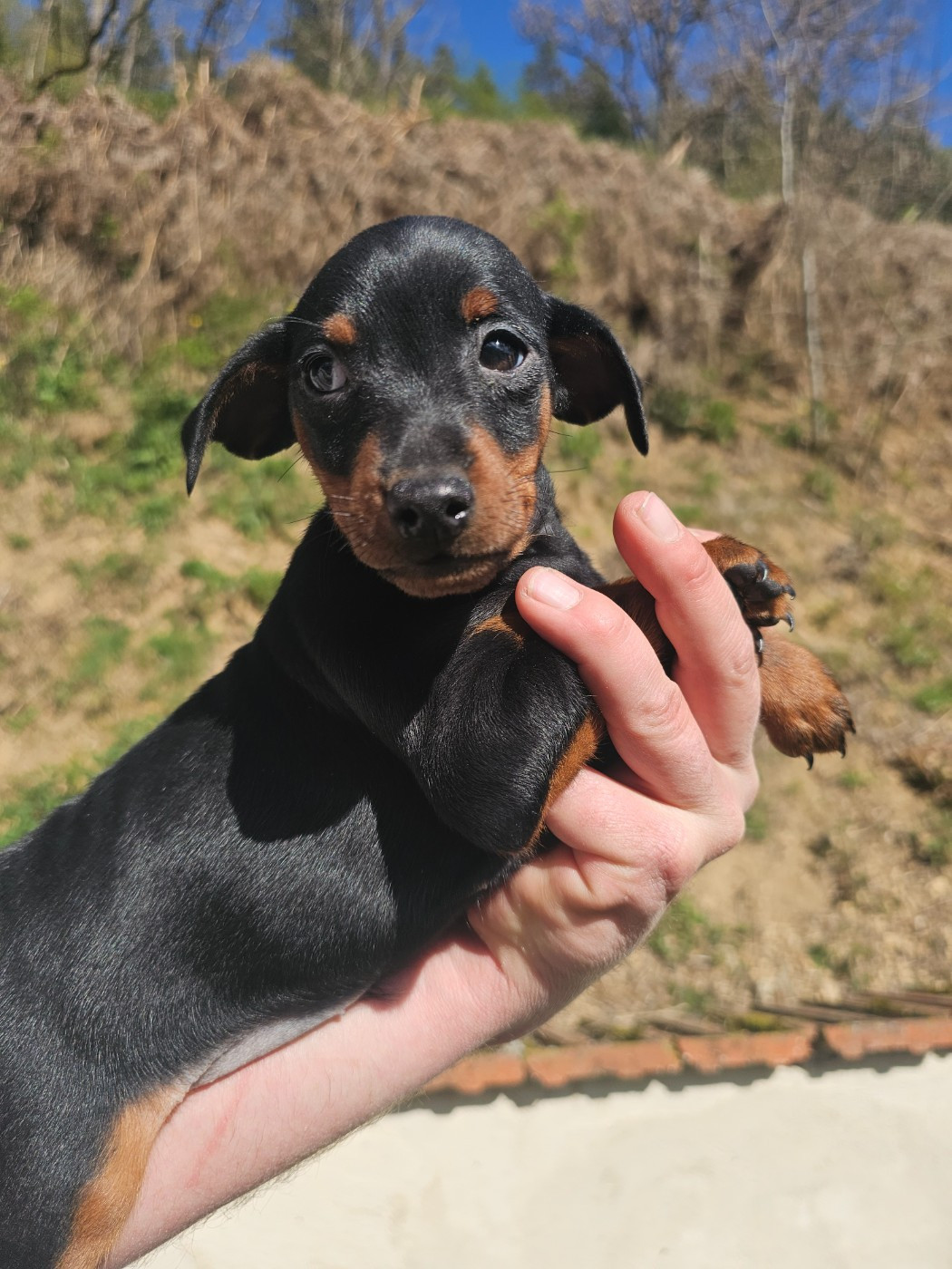 du Moulin de Bonneval - Chiots disponibles - Pinscher nain