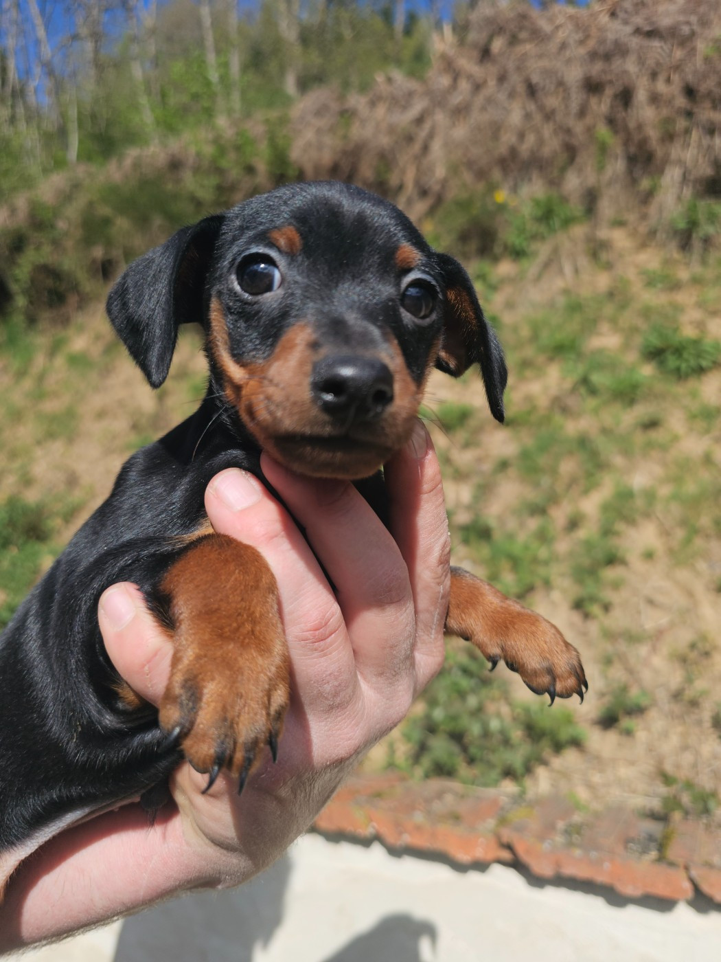 du Moulin de Bonneval - Chiots disponibles - Pinscher nain