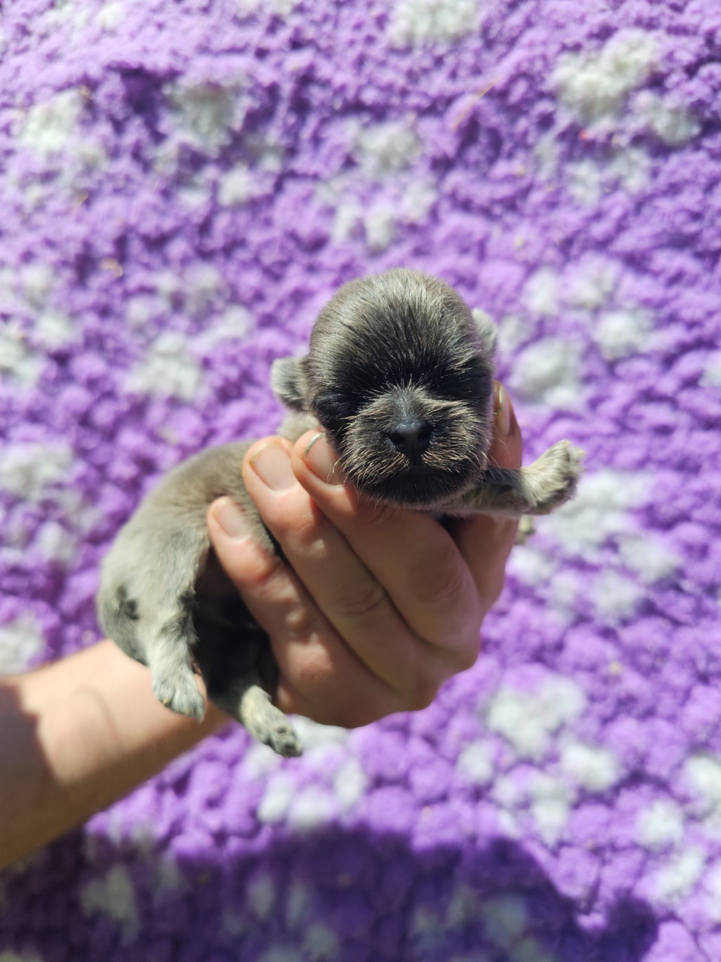 du Moulin de Bonneval - Chiots disponibles - Shih Tzu