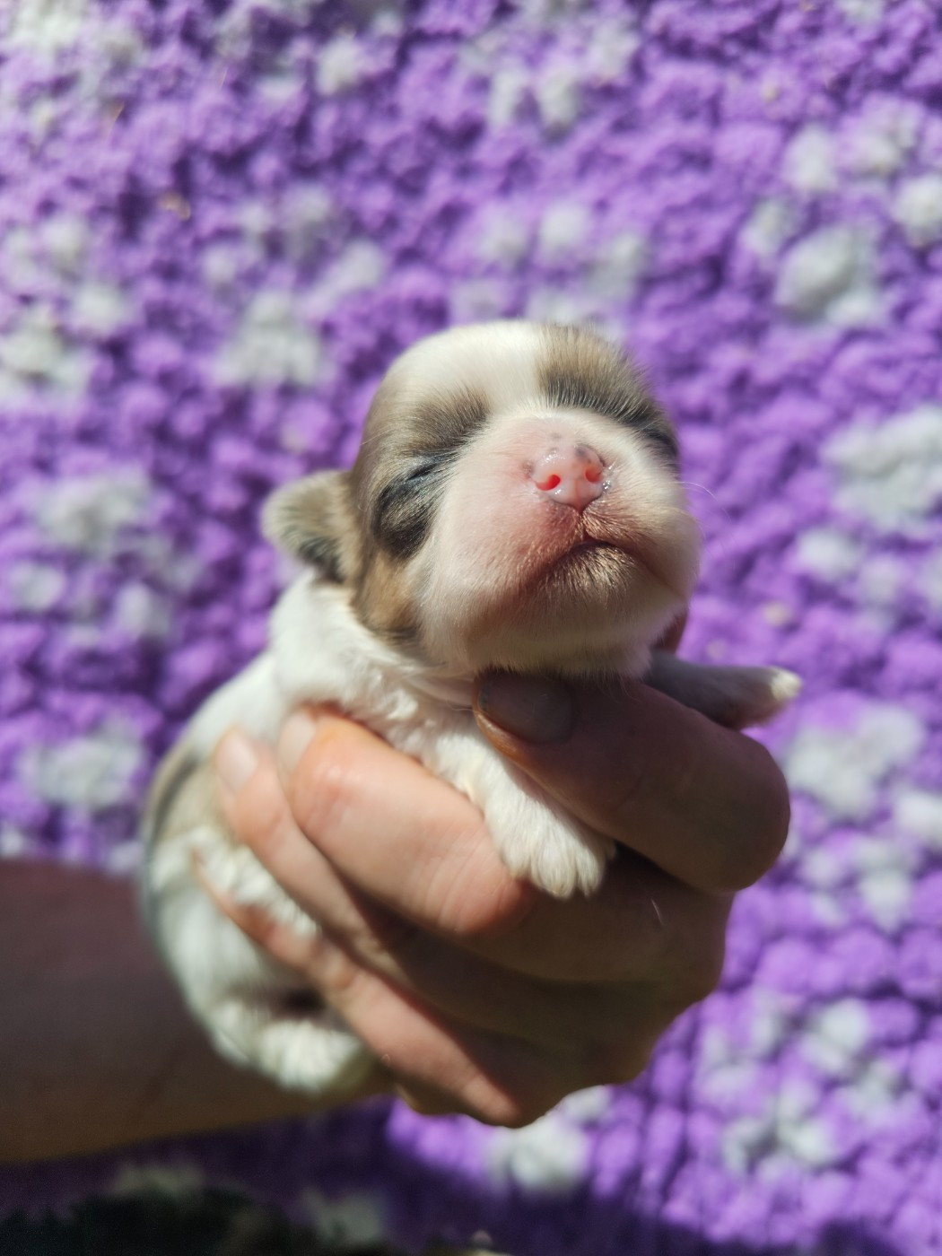 du Moulin de Bonneval - Chiots disponibles - Shih Tzu