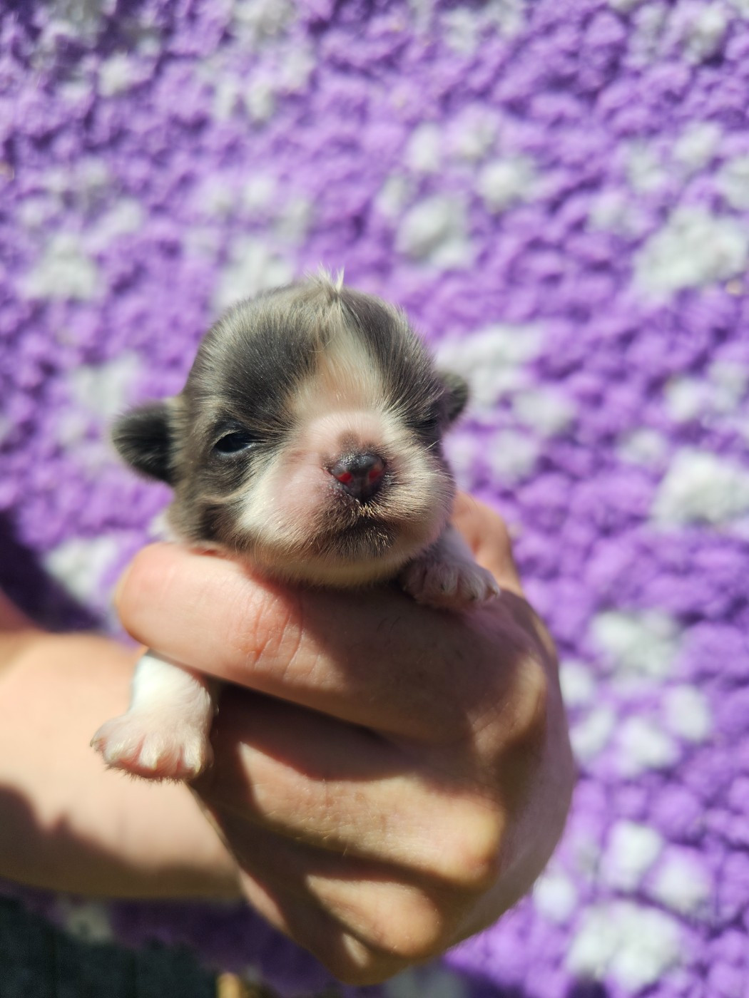 du Moulin de Bonneval - Chiots disponibles - Shih Tzu