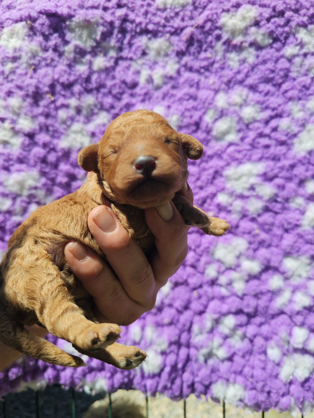 du Moulin de Bonneval - Chiots disponibles - Caniche
