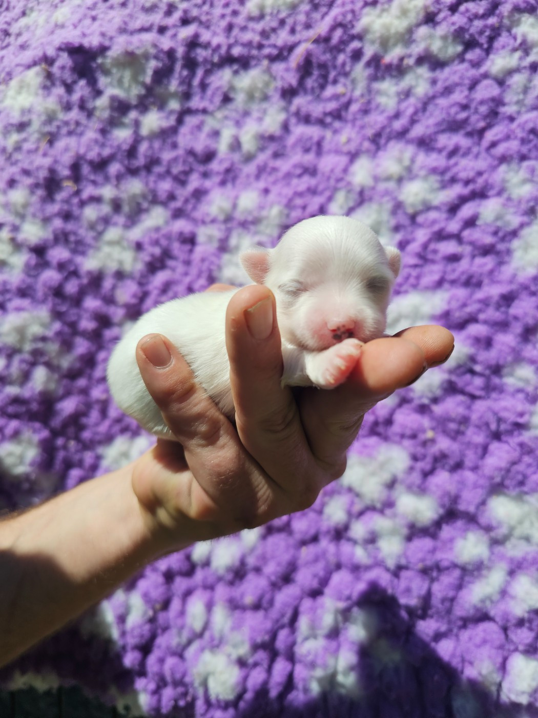 du Moulin de Bonneval - Chiots disponibles - Bichon maltais