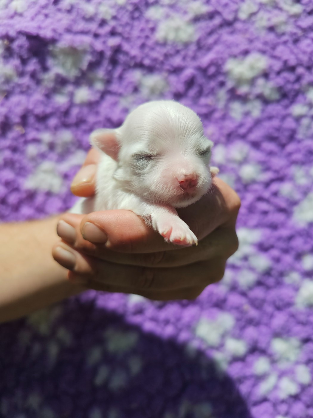 du Moulin de Bonneval - Chiots disponibles - Bichon maltais