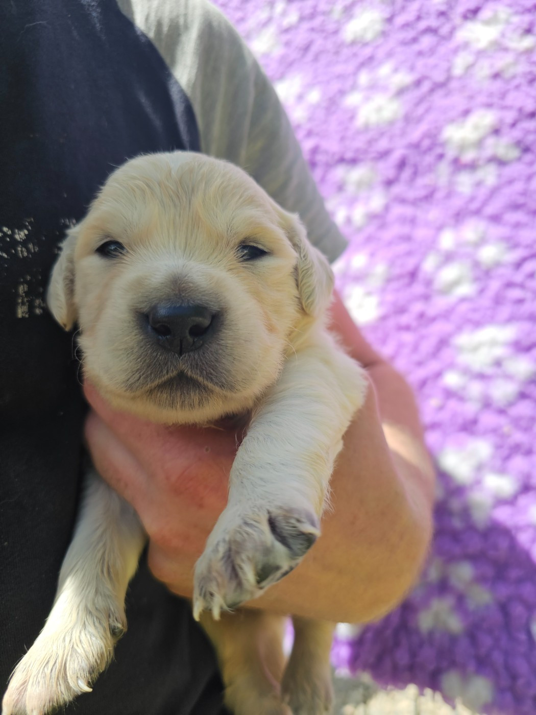 du Moulin de Bonneval - Chiots disponibles - Golden Retriever
