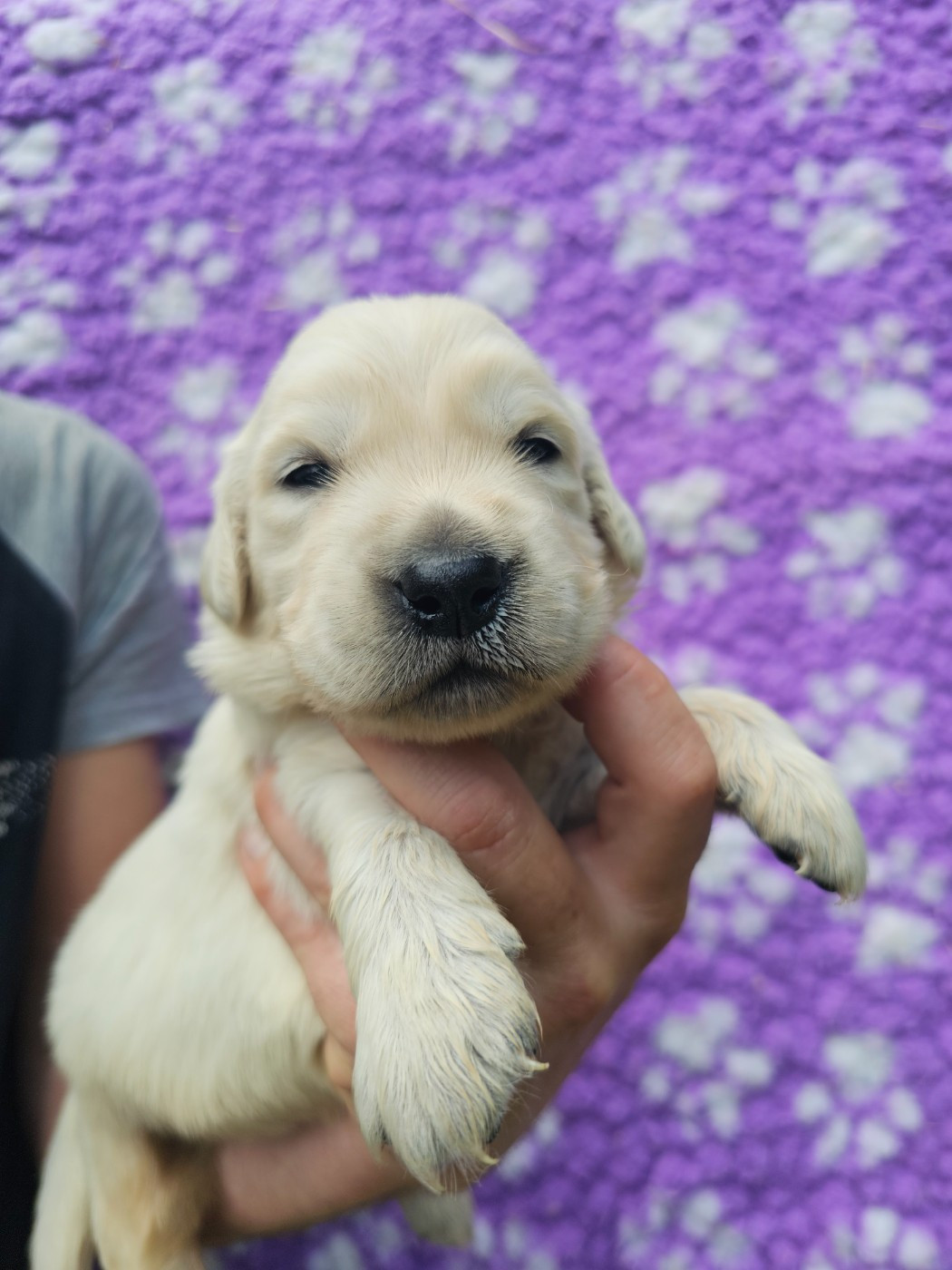 du Moulin de Bonneval - Chiots disponibles - Golden Retriever