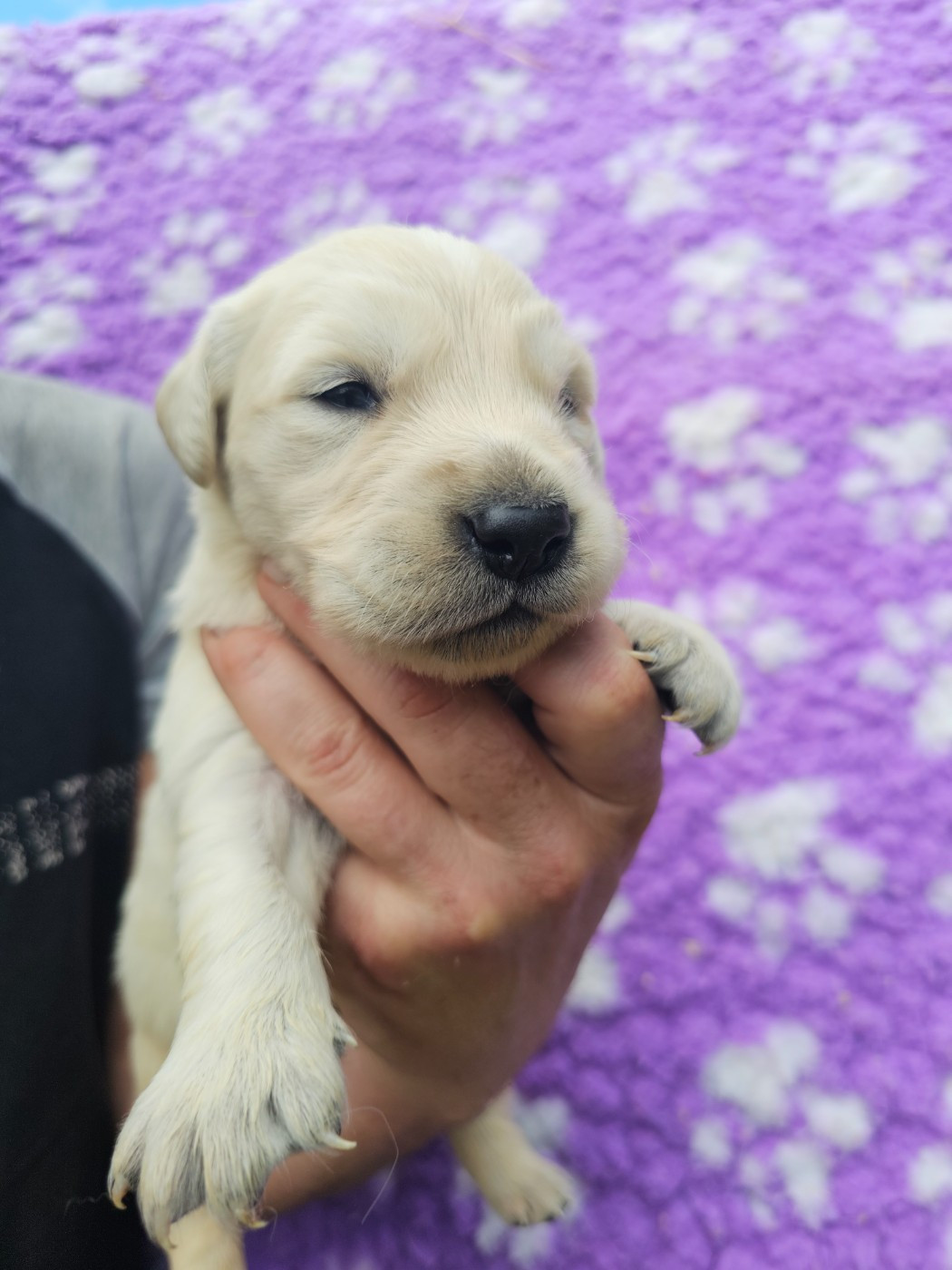 du Moulin de Bonneval - Chiots disponibles - Golden Retriever