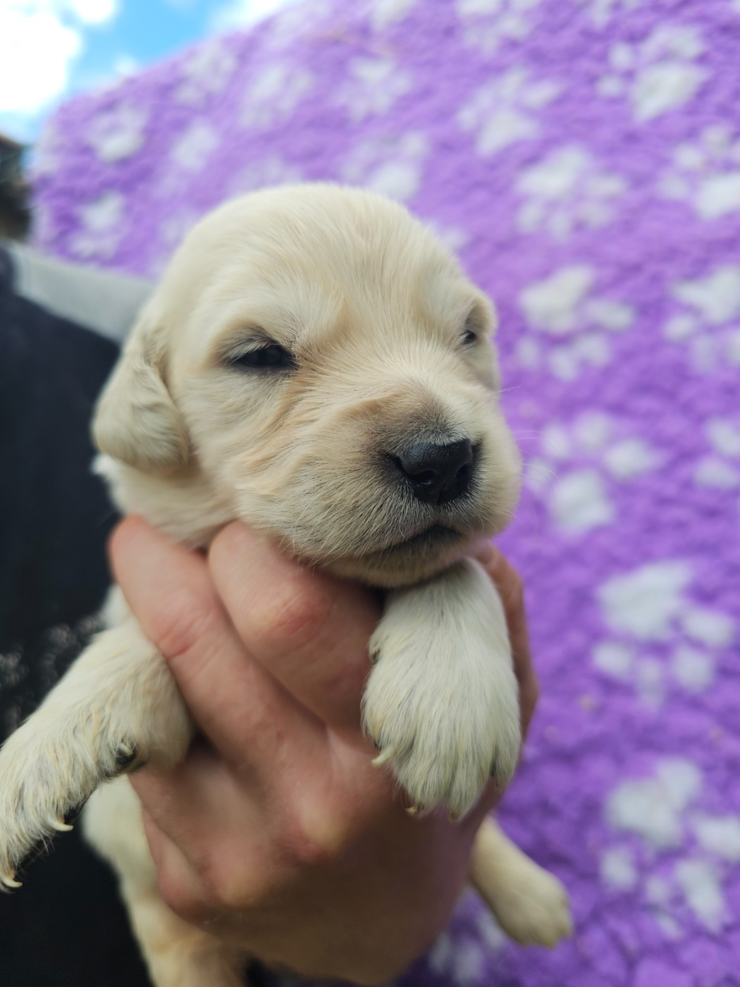 du Moulin de Bonneval - Chiots disponibles - Golden Retriever