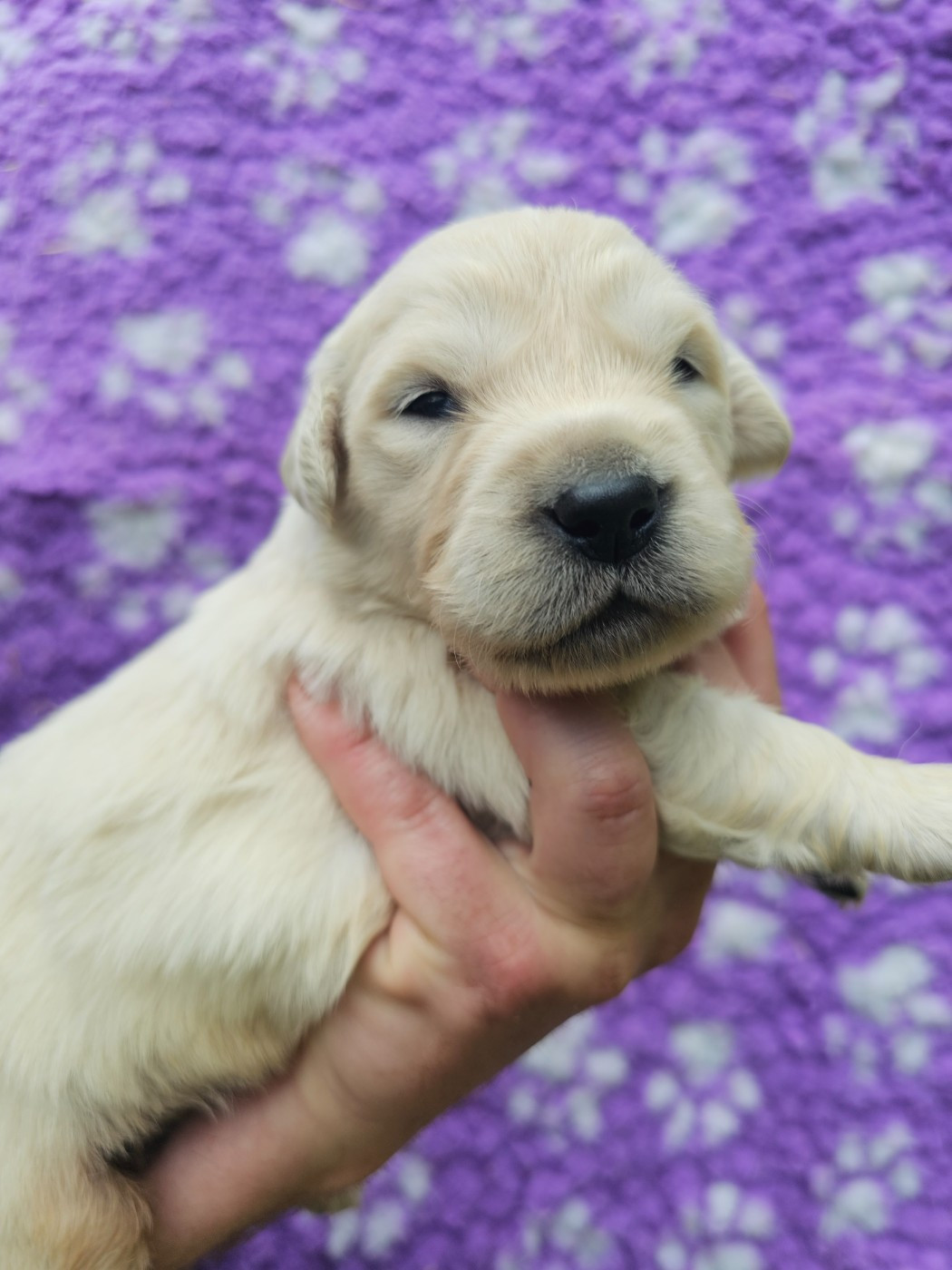 du Moulin de Bonneval - Chiots disponibles - Golden Retriever