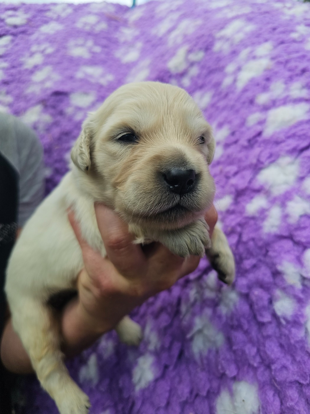 du Moulin de Bonneval - Chiots disponibles - Golden Retriever
