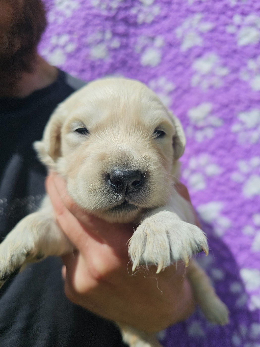du Moulin de Bonneval - Chiots disponibles - Golden Retriever