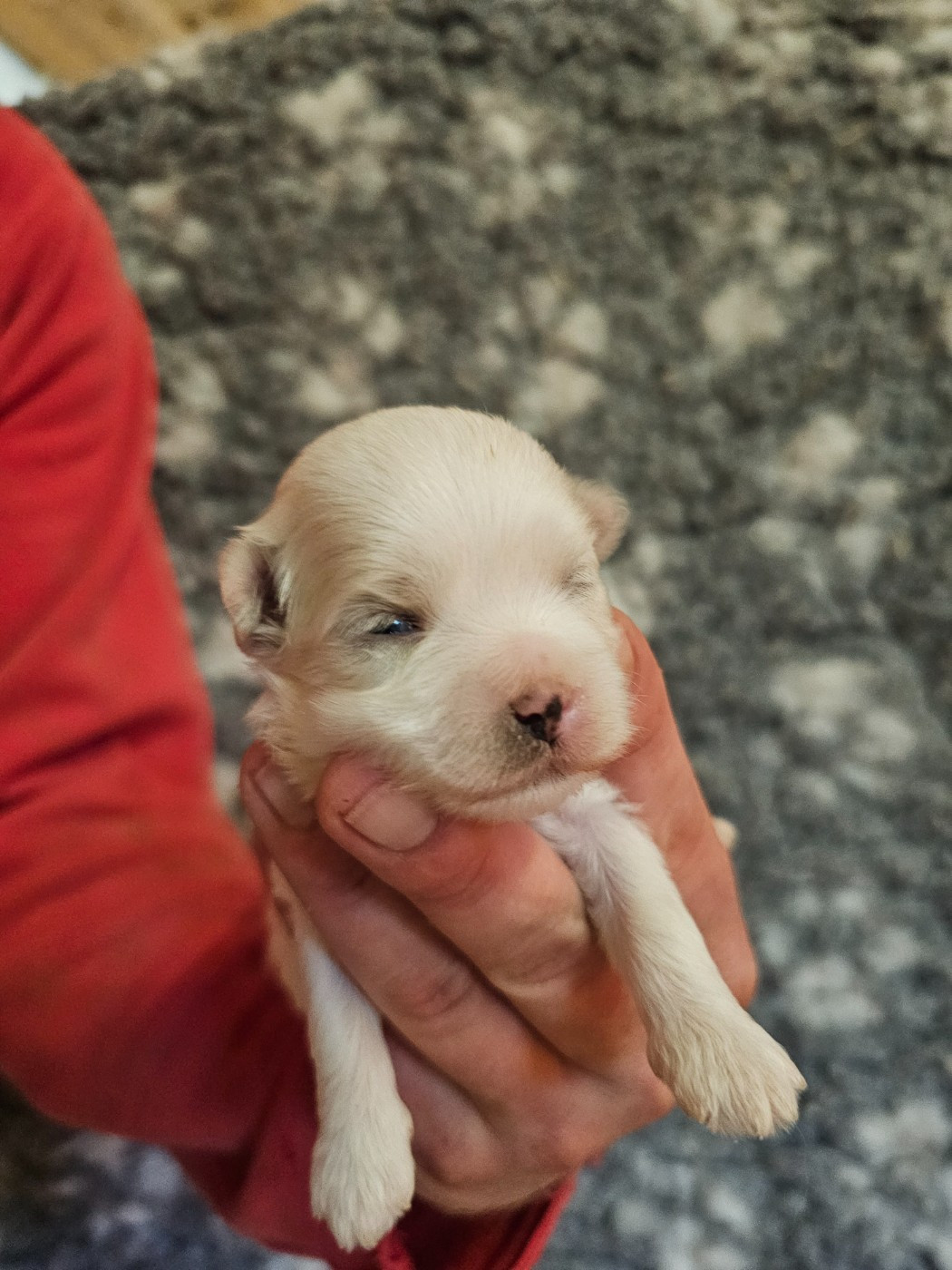 du Moulin de Bonneval - Chiots disponibles - Bichon maltais
