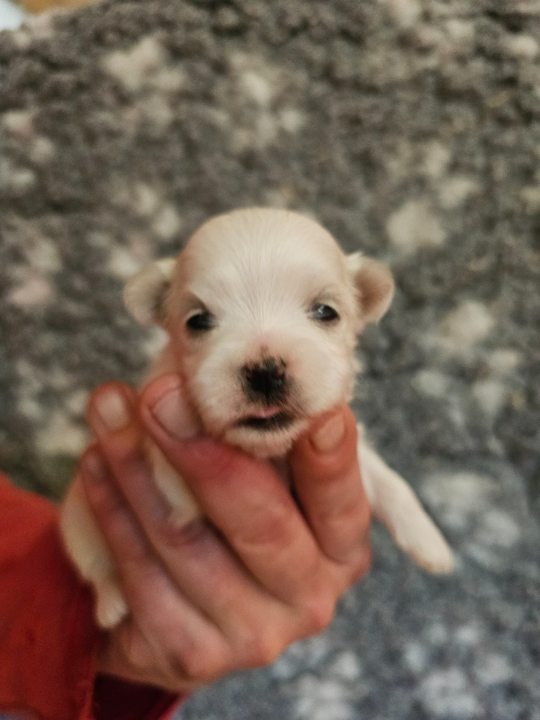du Moulin de Bonneval - Chiots disponibles - Bichon maltais