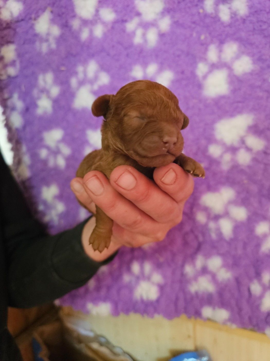 Chiot N°1