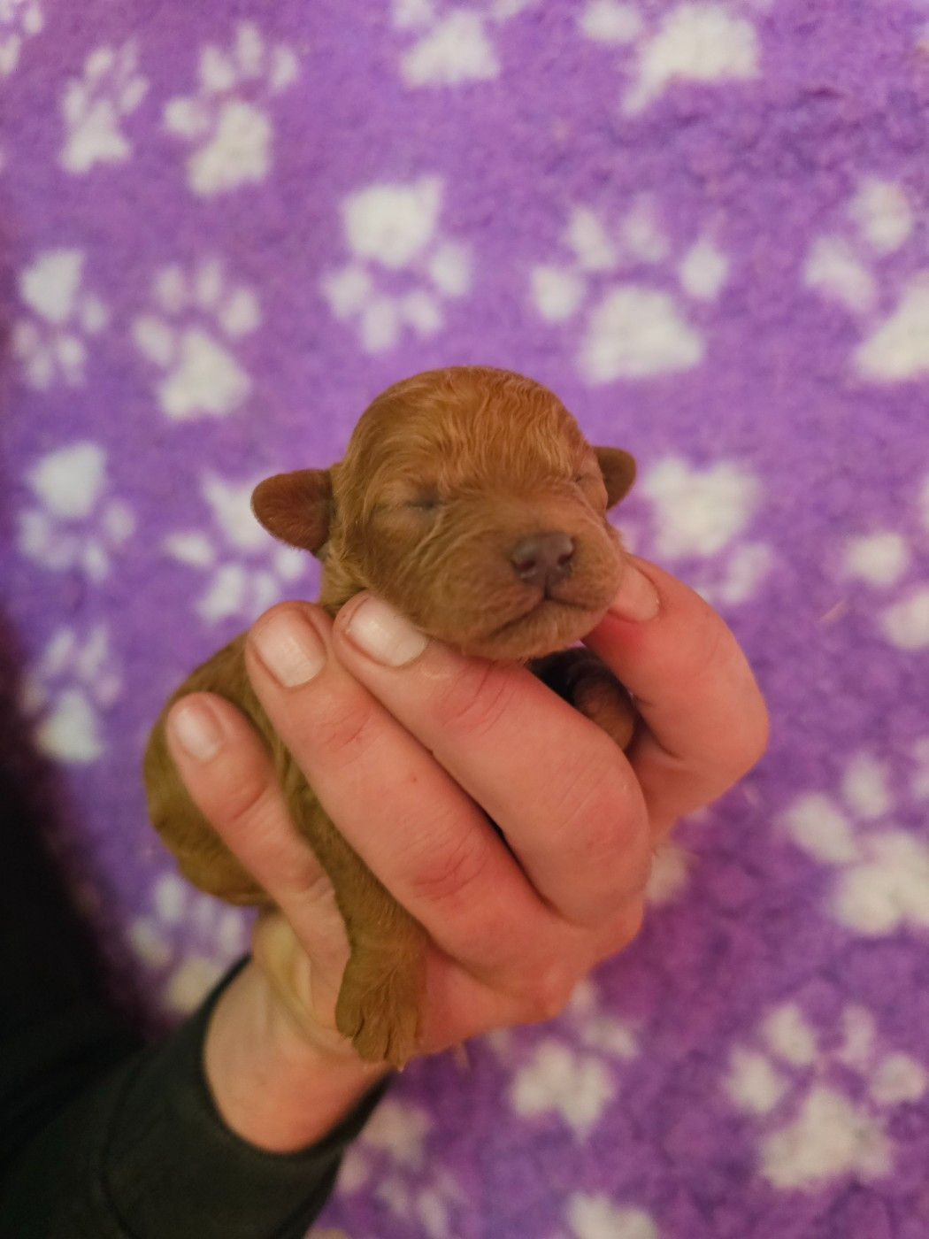 Chiot N°2