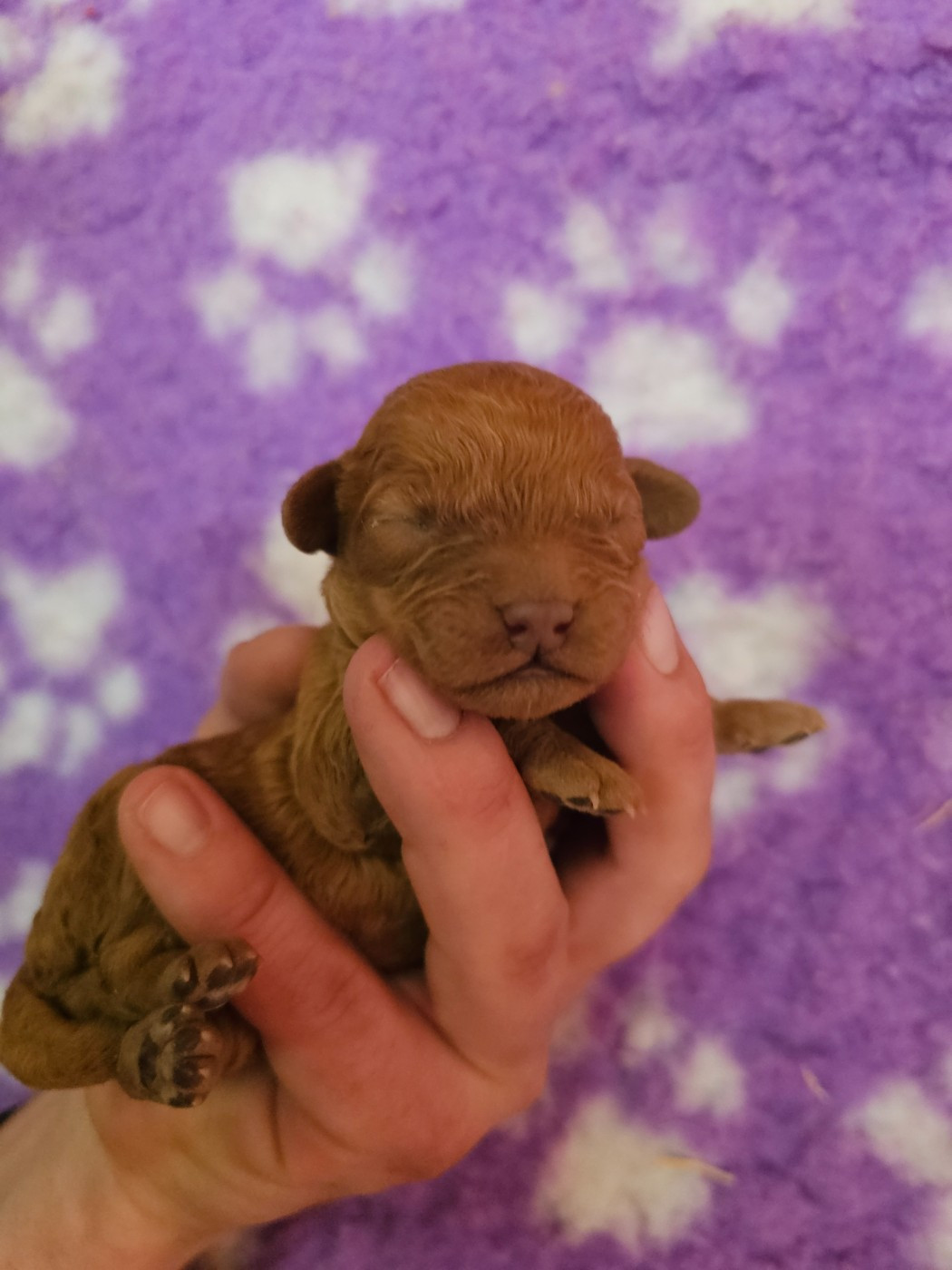 Chiot N°3