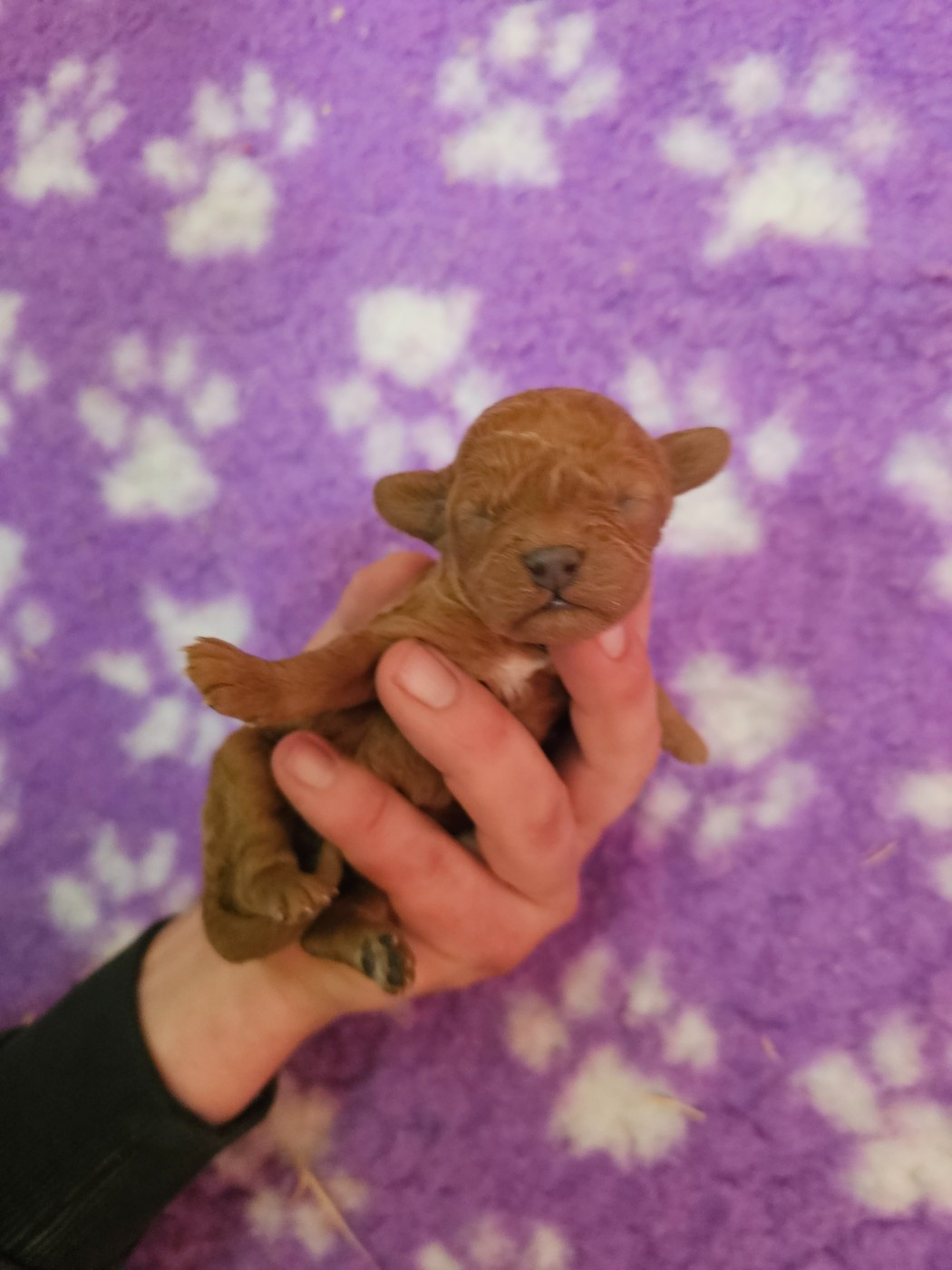 Chiot N°4