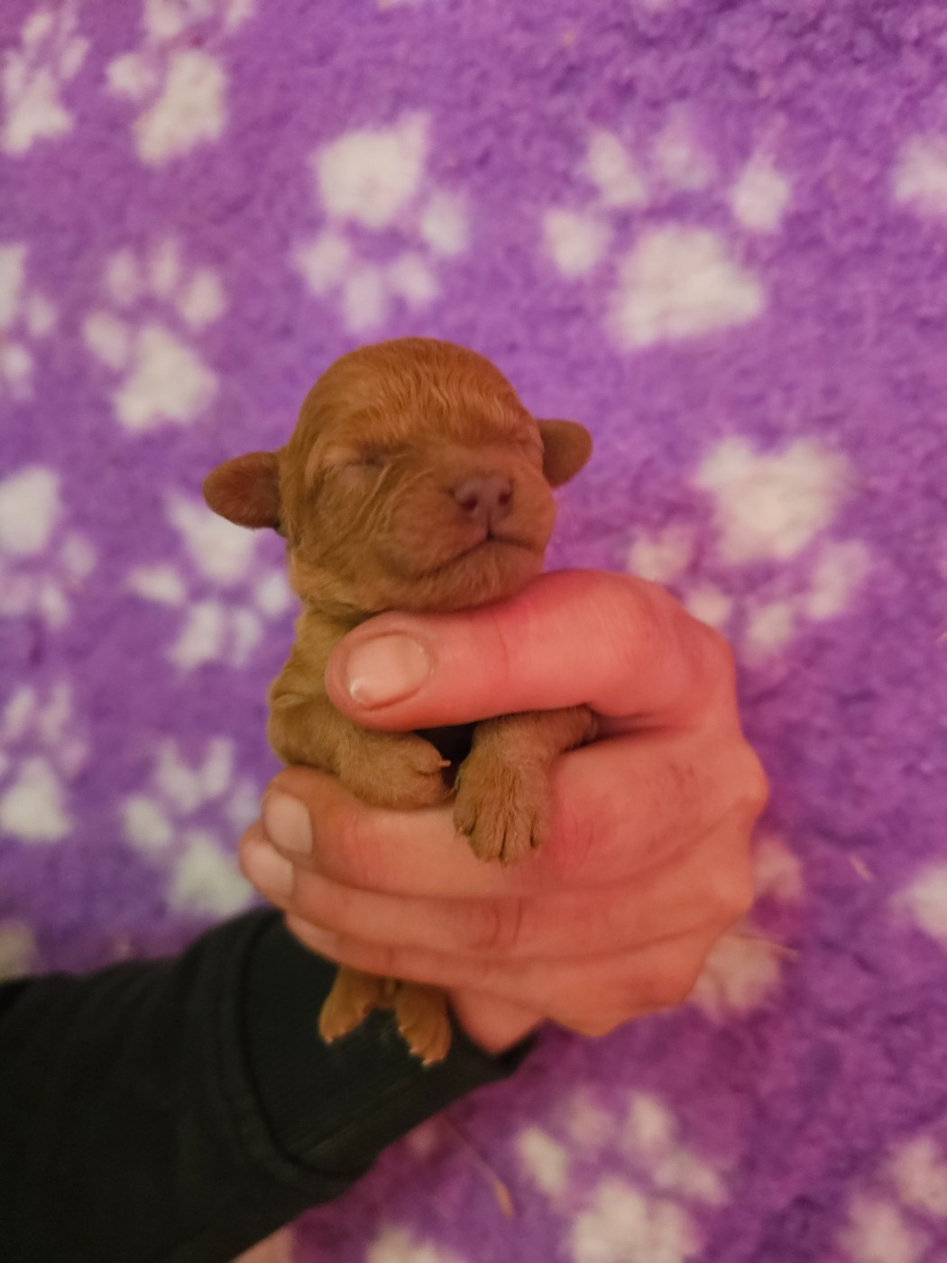 Chiot N°5