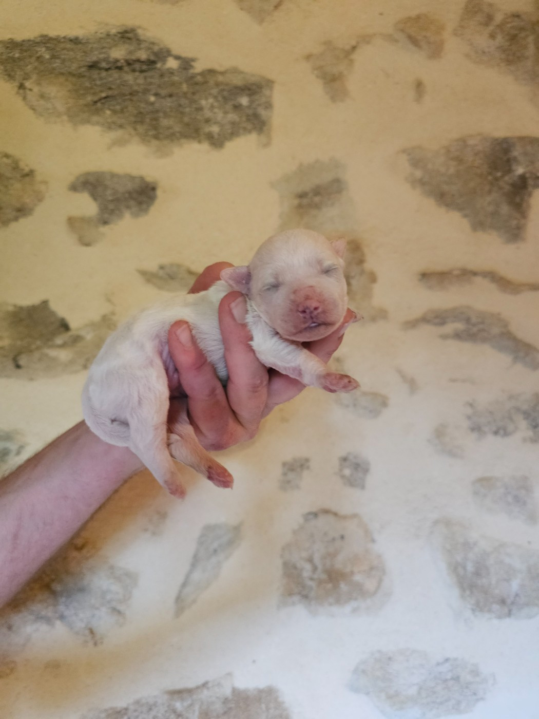 du Moulin de Bonneval - Chiots disponibles - Bichon Frise