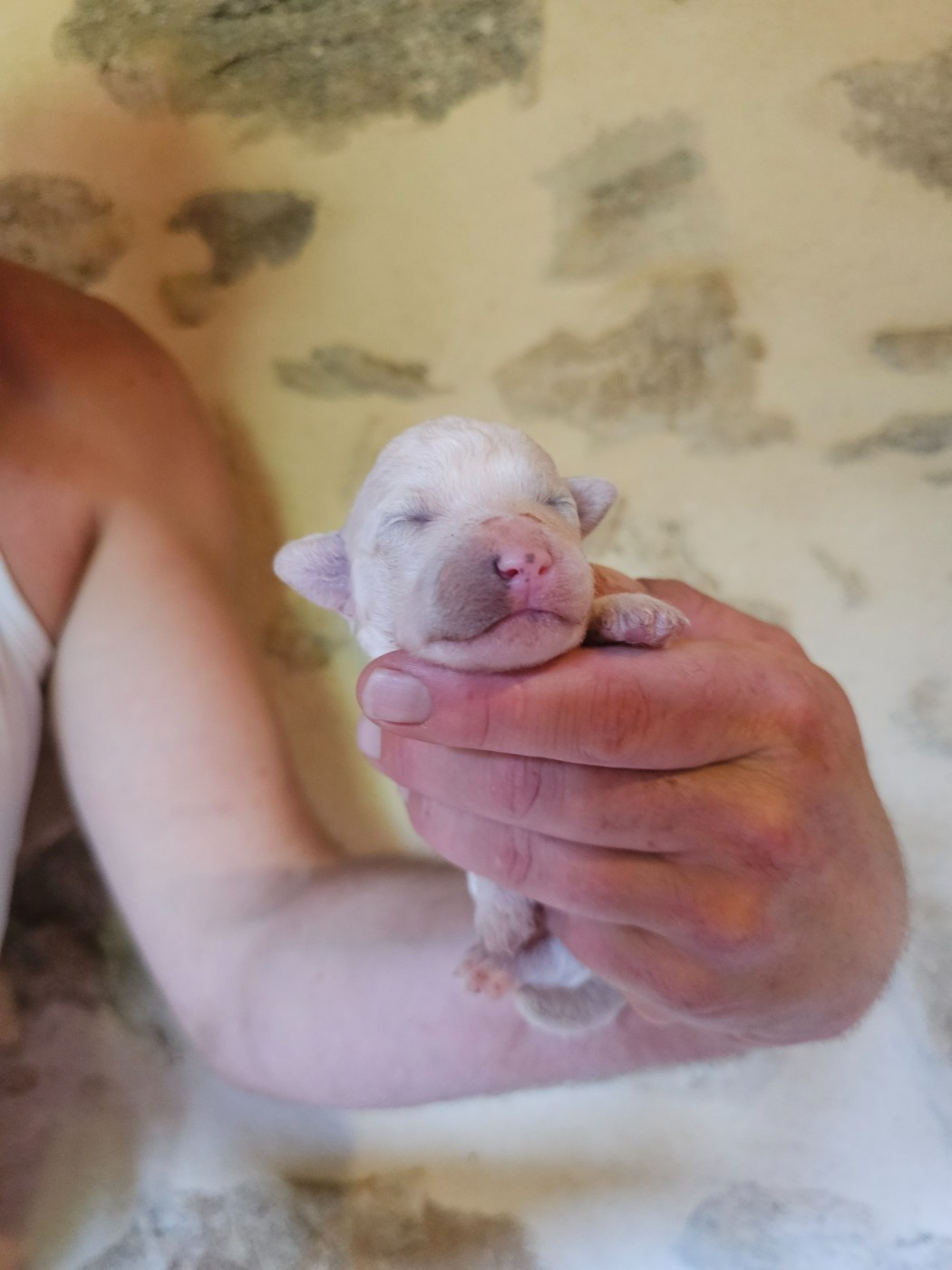 du Moulin de Bonneval - Chiots disponibles - Bichon Frise